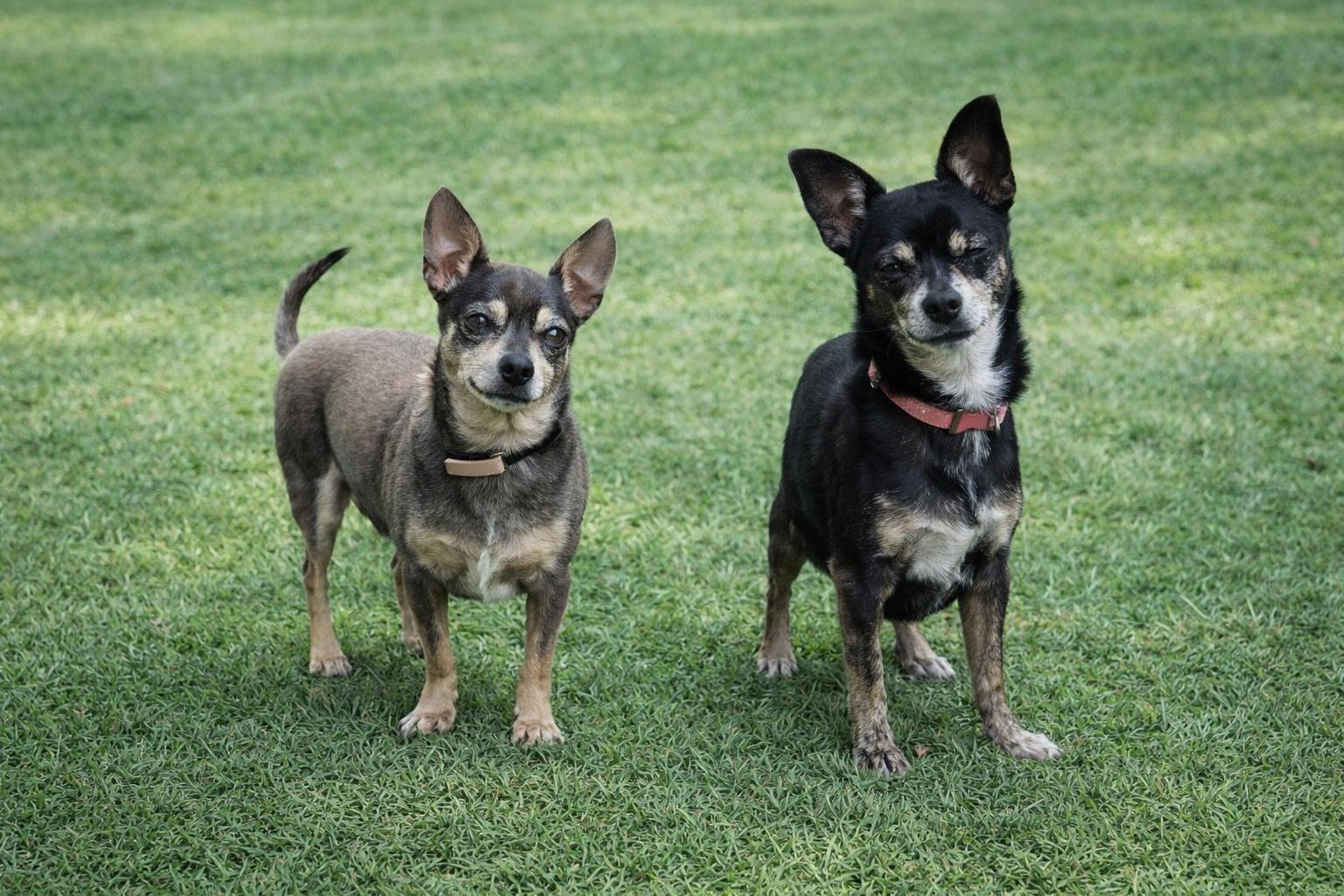 Enlarge Lupe, a Adoptable Chihuahua in Clarkdale, AZ image 4/6