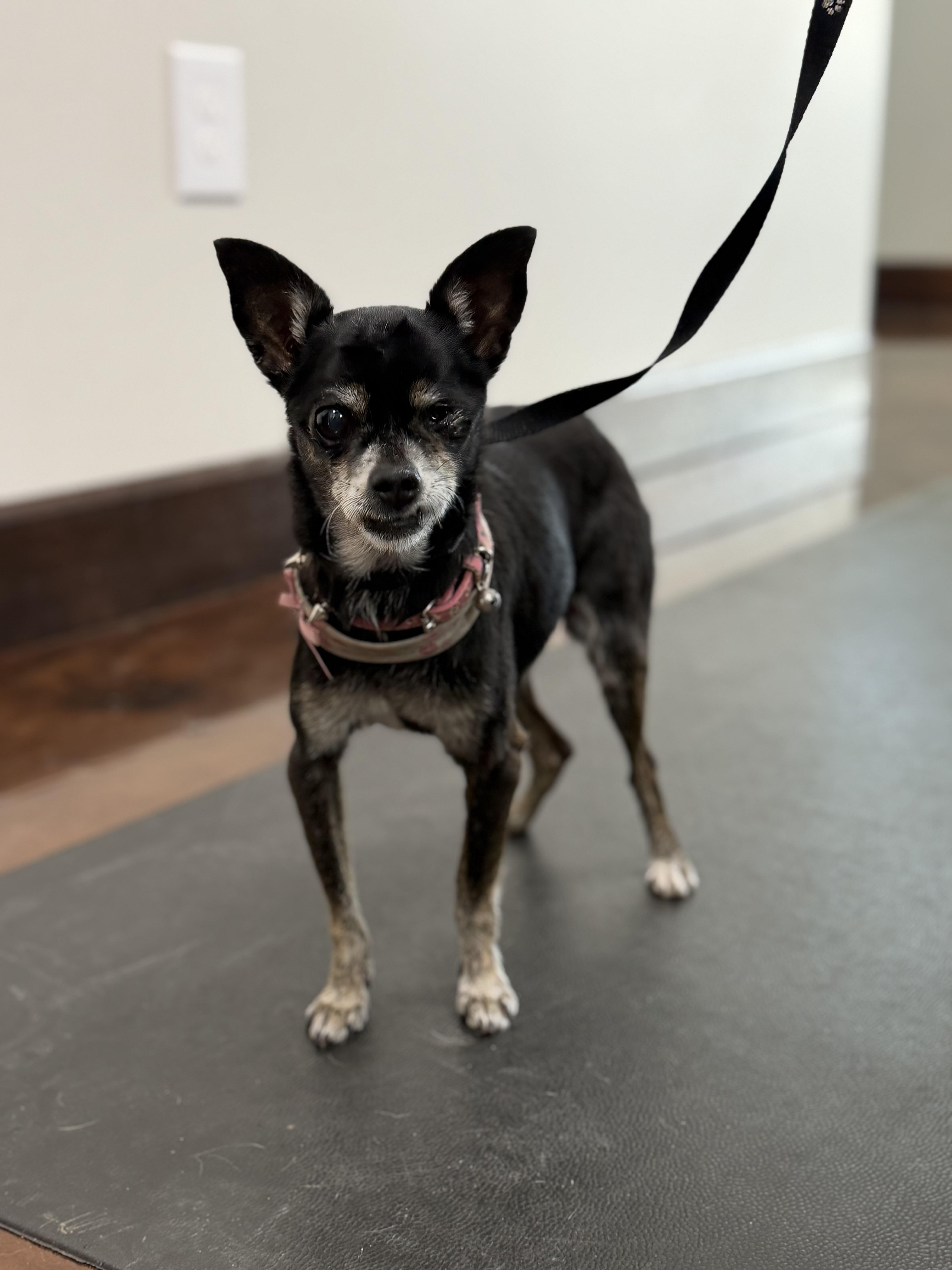 Enlarge Lupe, a Adoptable Chihuahua in Clarkdale, AZ image 5/6