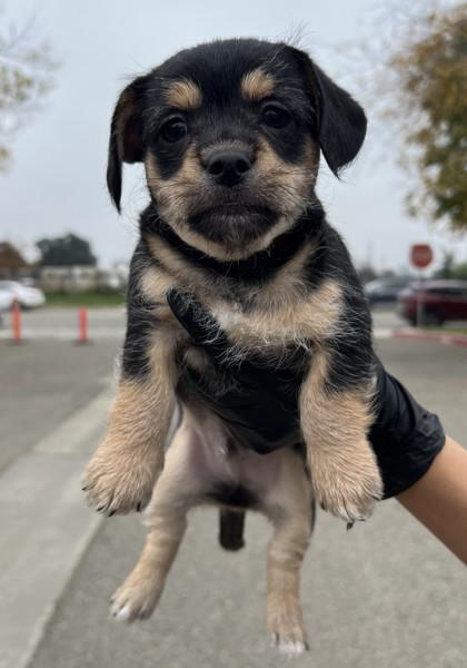 Pacey, Adoptable, Puppy Male Terrier & Mixed Breed.