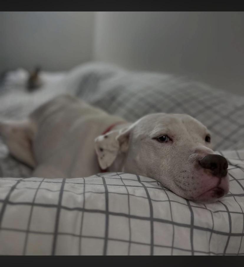 Enlarge Bluu, a ADOPTABLE mixed breed in Philadelphia, PA image 6/6