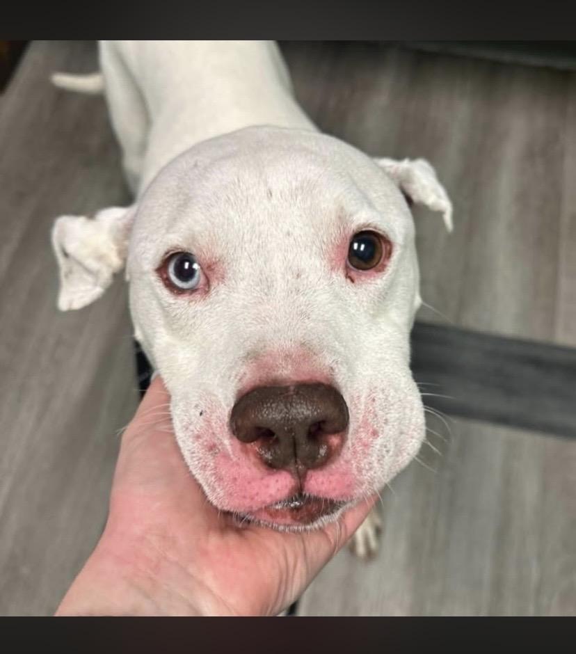 Enlarge Bluu, a ADOPTABLE mixed breed in Philadelphia, PA image 2/6