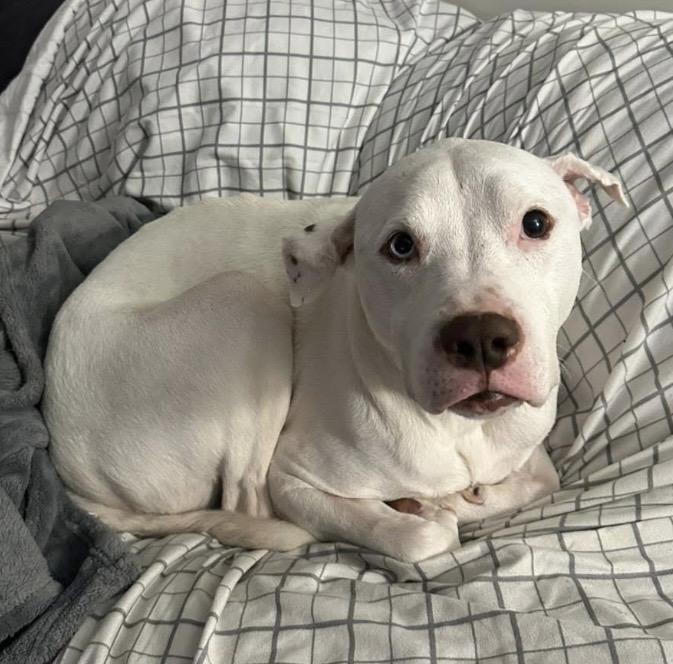 Enlarge Bluu, a ADOPTABLE mixed breed in Philadelphia, PA image 5/6