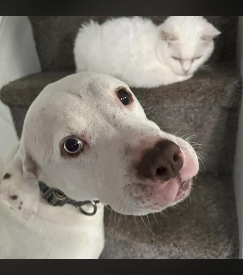 Enlarge Bluu, a ADOPTABLE mixed breed in Philadelphia, PA image 4/6