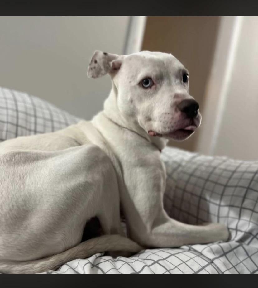 Bluu, ADOPTABLE, Senior Male Pit Bull Terrier & Dogo Argentino.