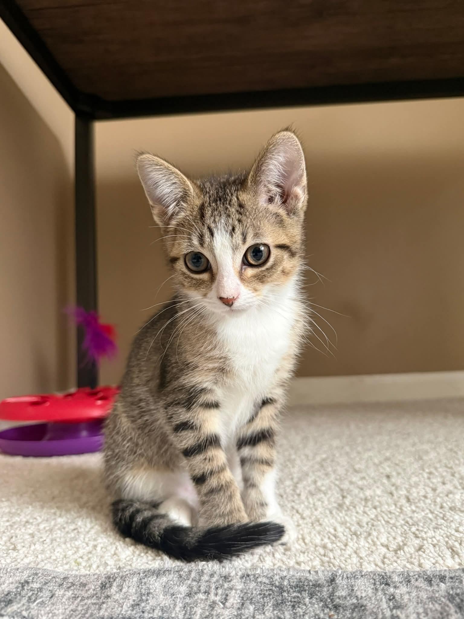 TOMMY, Adoptable, Kitten Male Tabby.