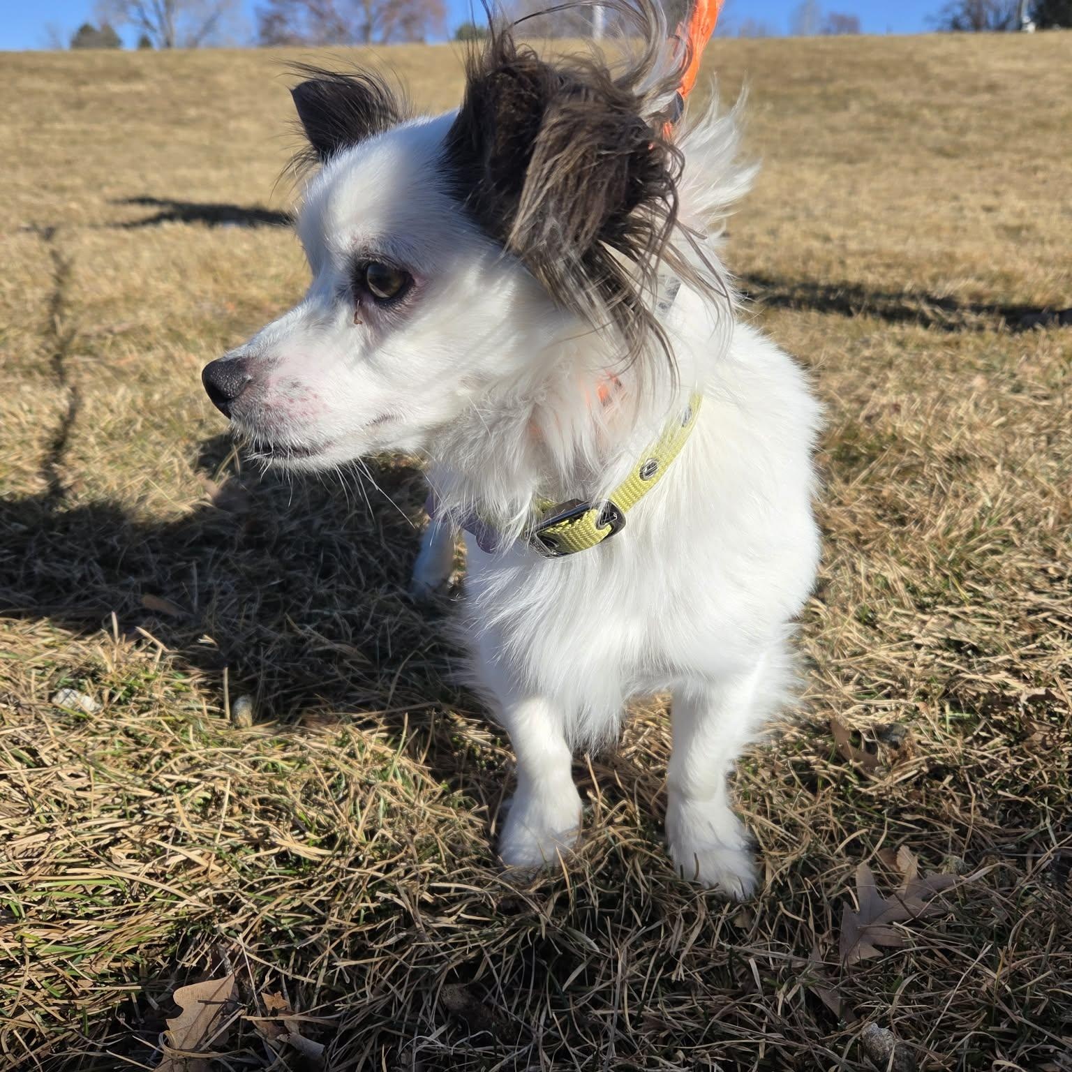 Enlarge BAYOU, an adopted mixed breed in Loveland, CO image 3/6