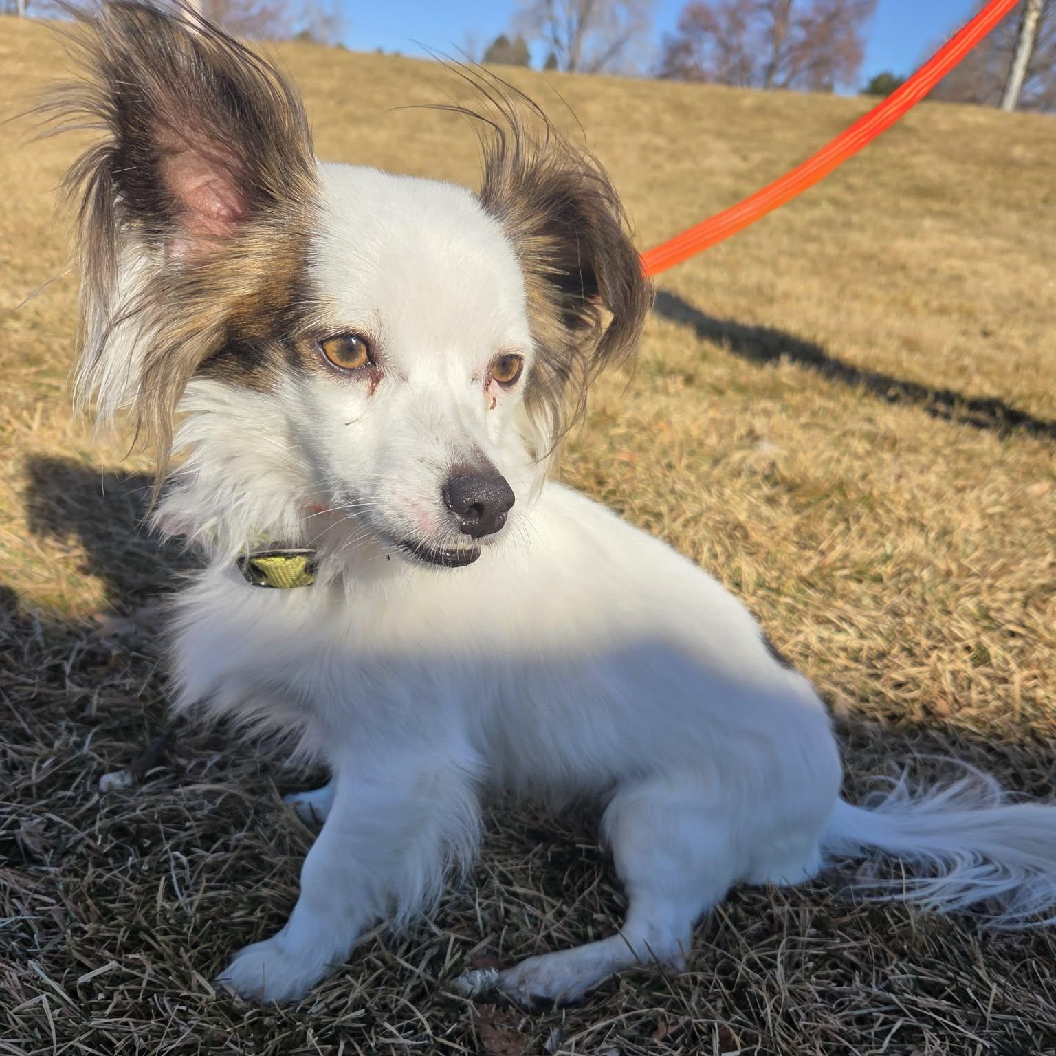 BAYOU, adopted, Young Male Papillon.