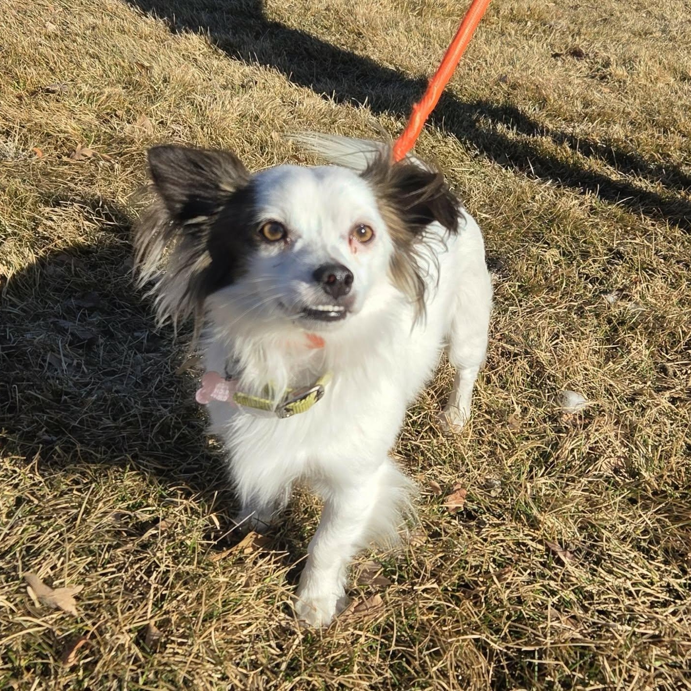 Enlarge BAYOU, an adopted mixed breed in Loveland, CO image 5/6