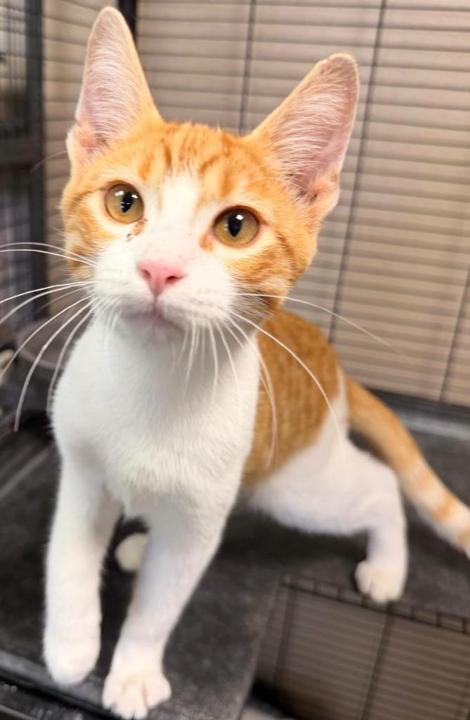 Lightning, Adoptable, Kitten Male Domestic Short Hair.