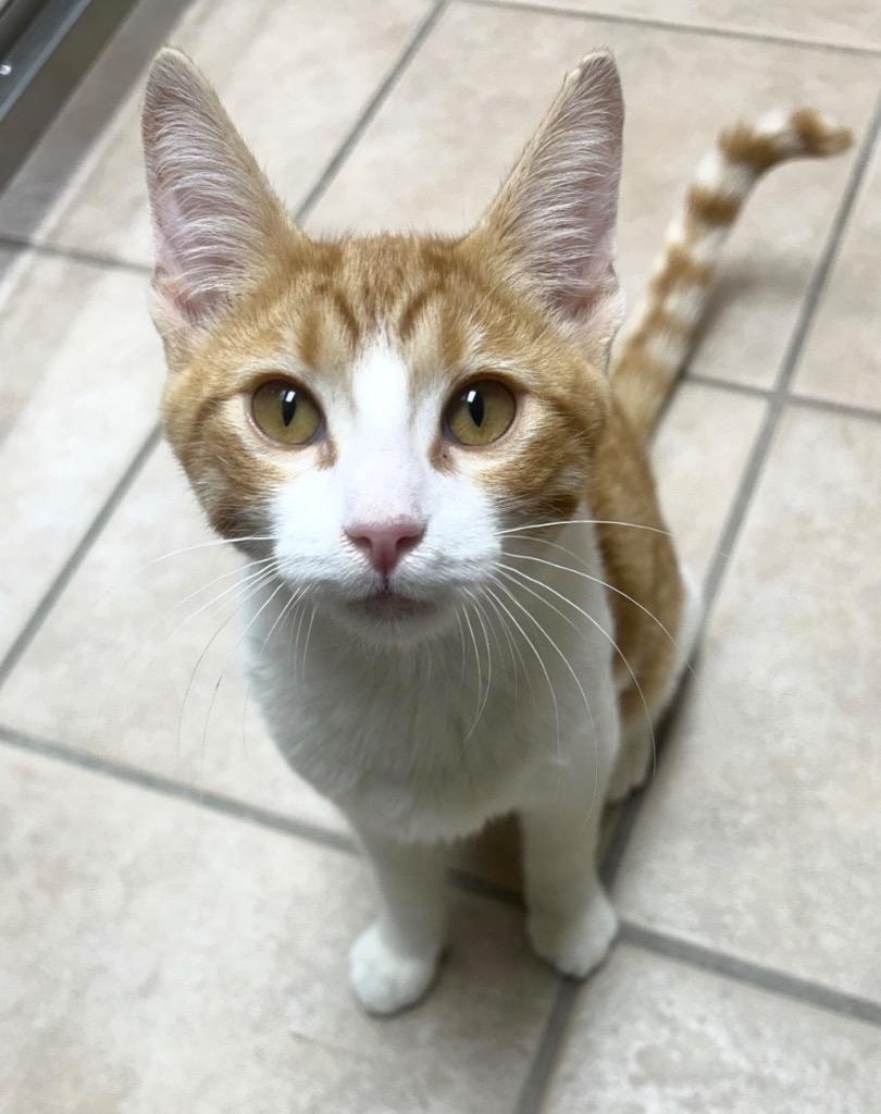 Enlarge Lightning, a Adoptable mixed breed in Midland, TX image 2/2