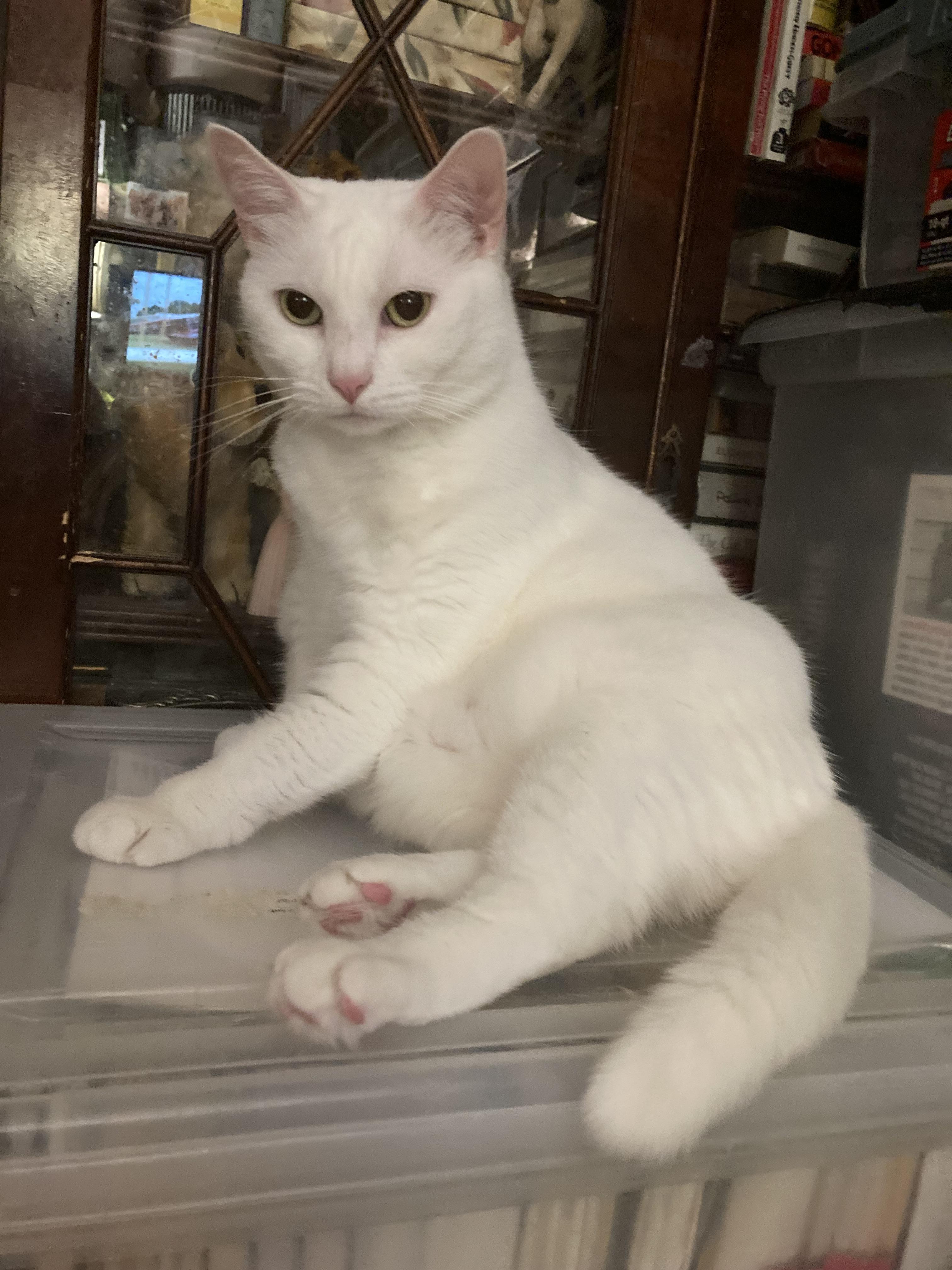 Aveena, a Adoptable Domestic Short Hair in New York, NY image 1/6