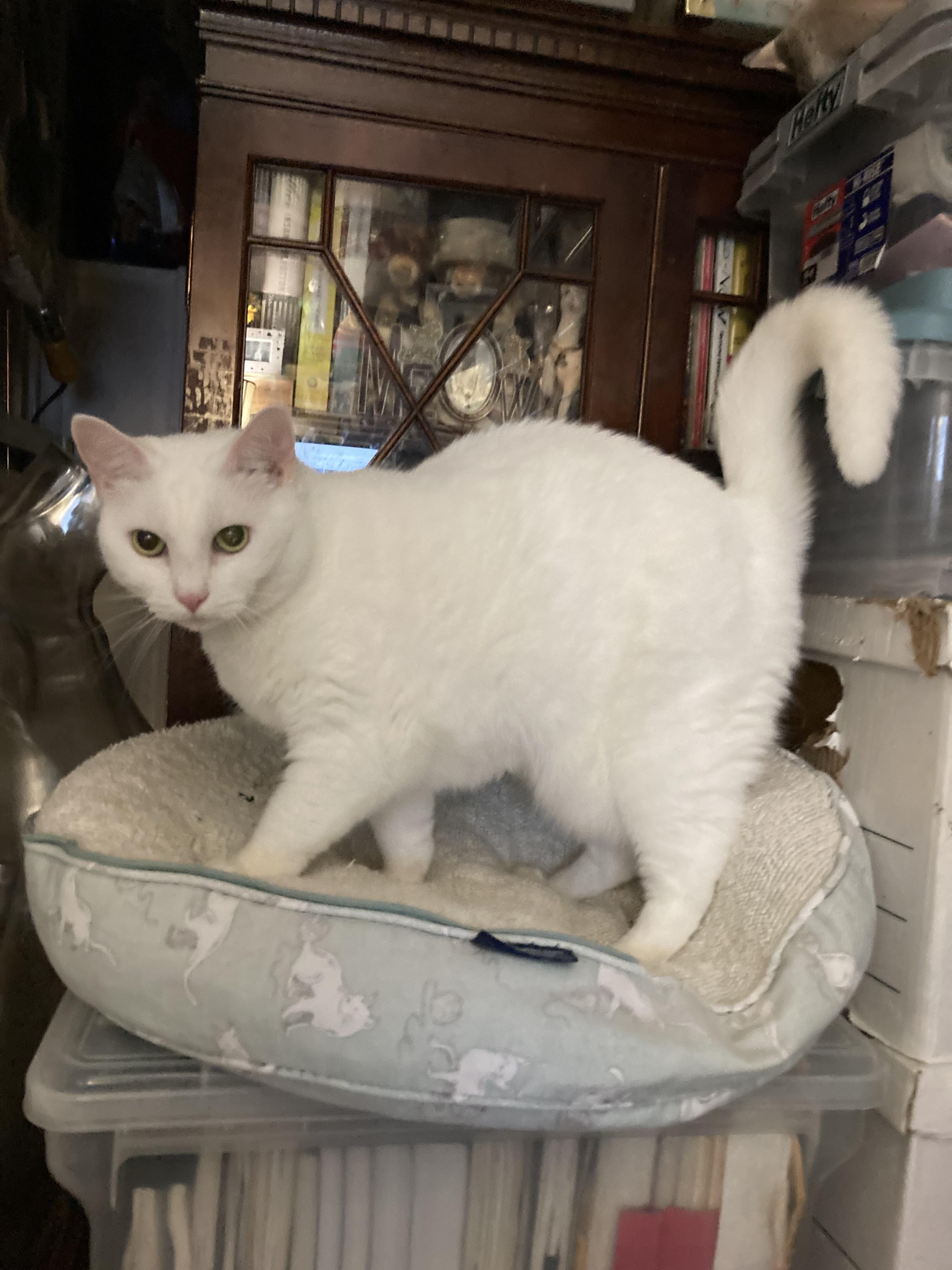 Aveena, a Adoptable Domestic Short Hair in New York, NY image 2/6