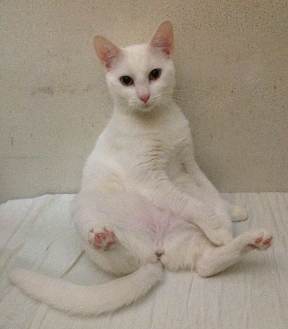 Aveena, a Adoptable Domestic Short Hair in New York, NY image 3/6