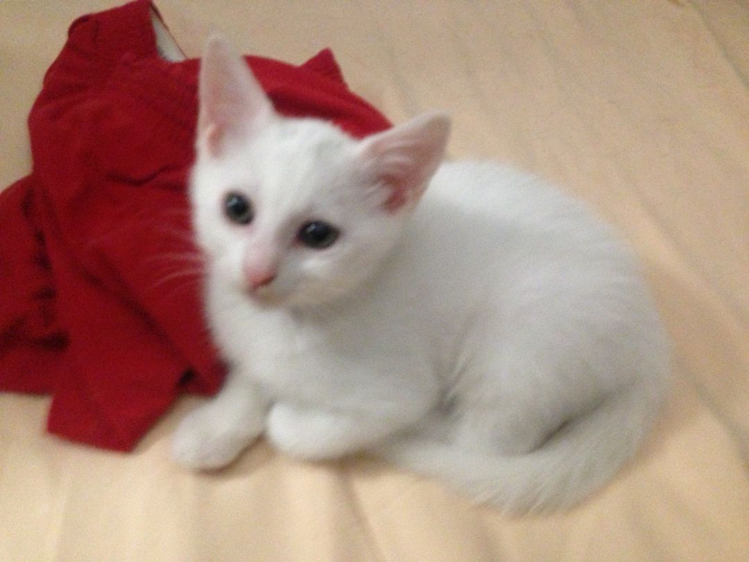 Aveena, a Adoptable Domestic Short Hair in New York, NY image 4/6