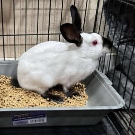 Sandy with Yogibeary, Adoptable, Adult Female Himalayan & Bunny Rabbit.