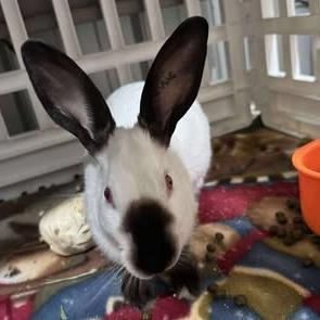 Enlarge Sandy with Yogibeary, a Adoptable mixed breed in Erie, CO image 2/6