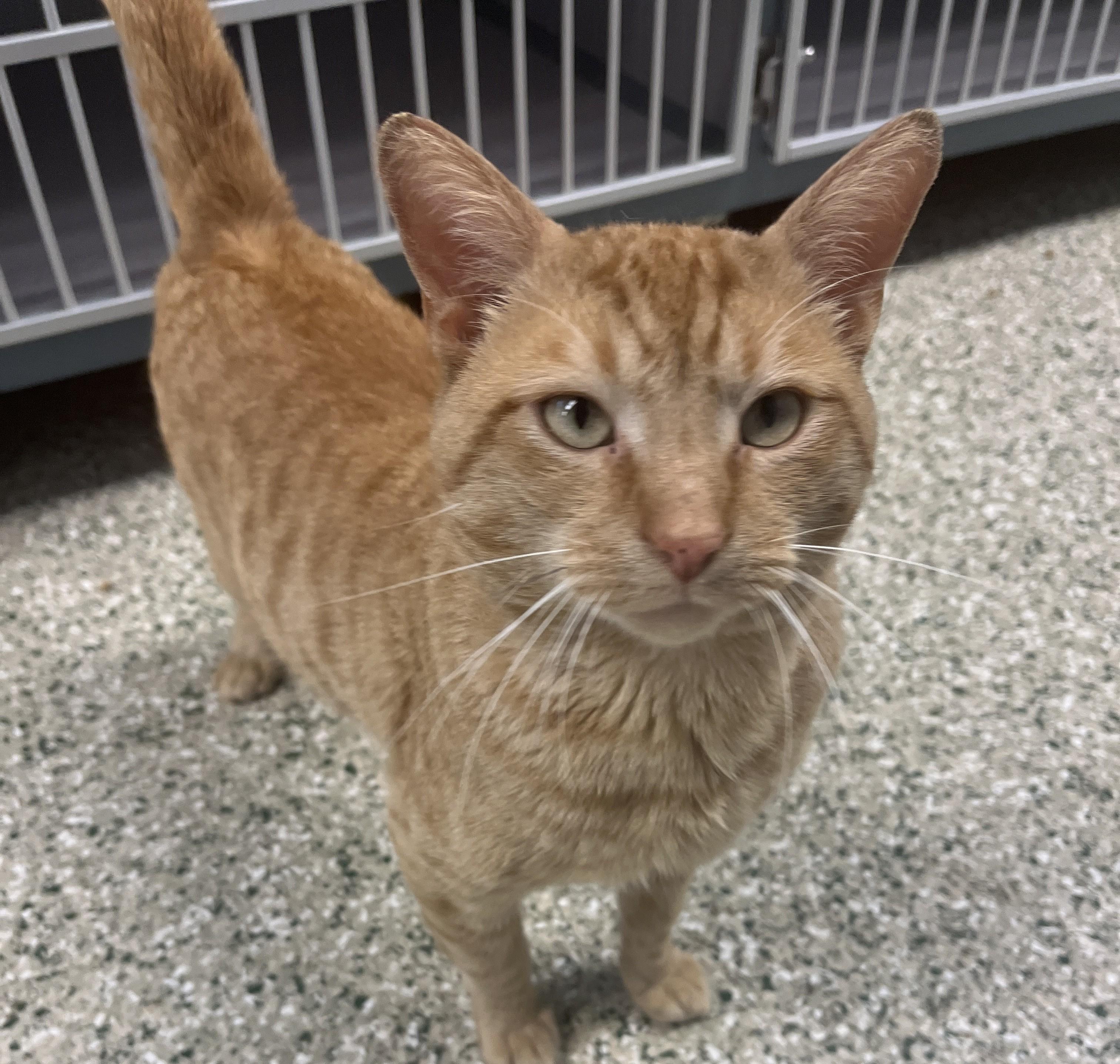 Creamsicle, an adoptable Domestic Short Hair in Cedar Rapids, IA image 2/5