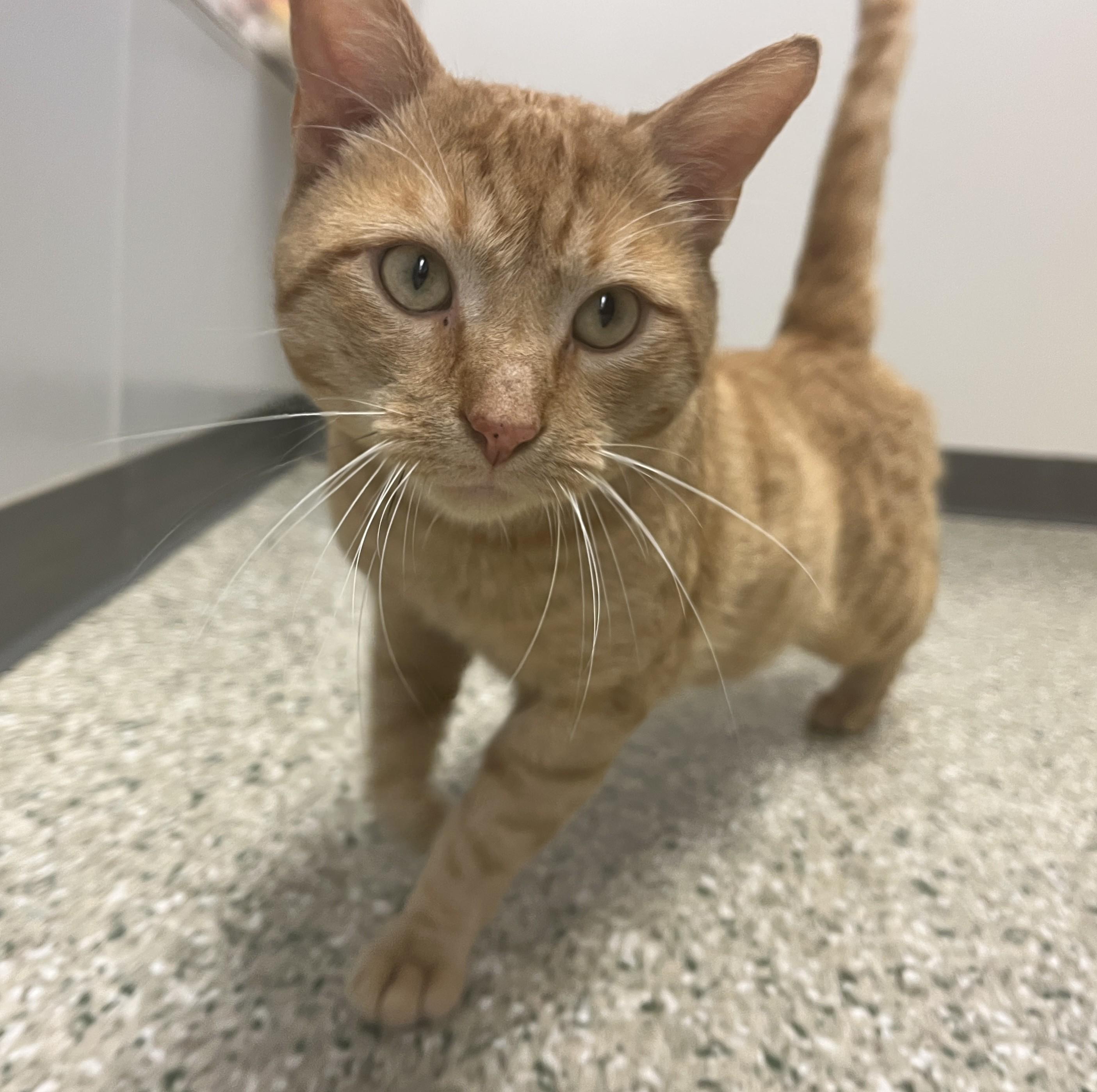 Creamsicle, an adoptable Domestic Short Hair in Cedar Rapids, IA image 1/5