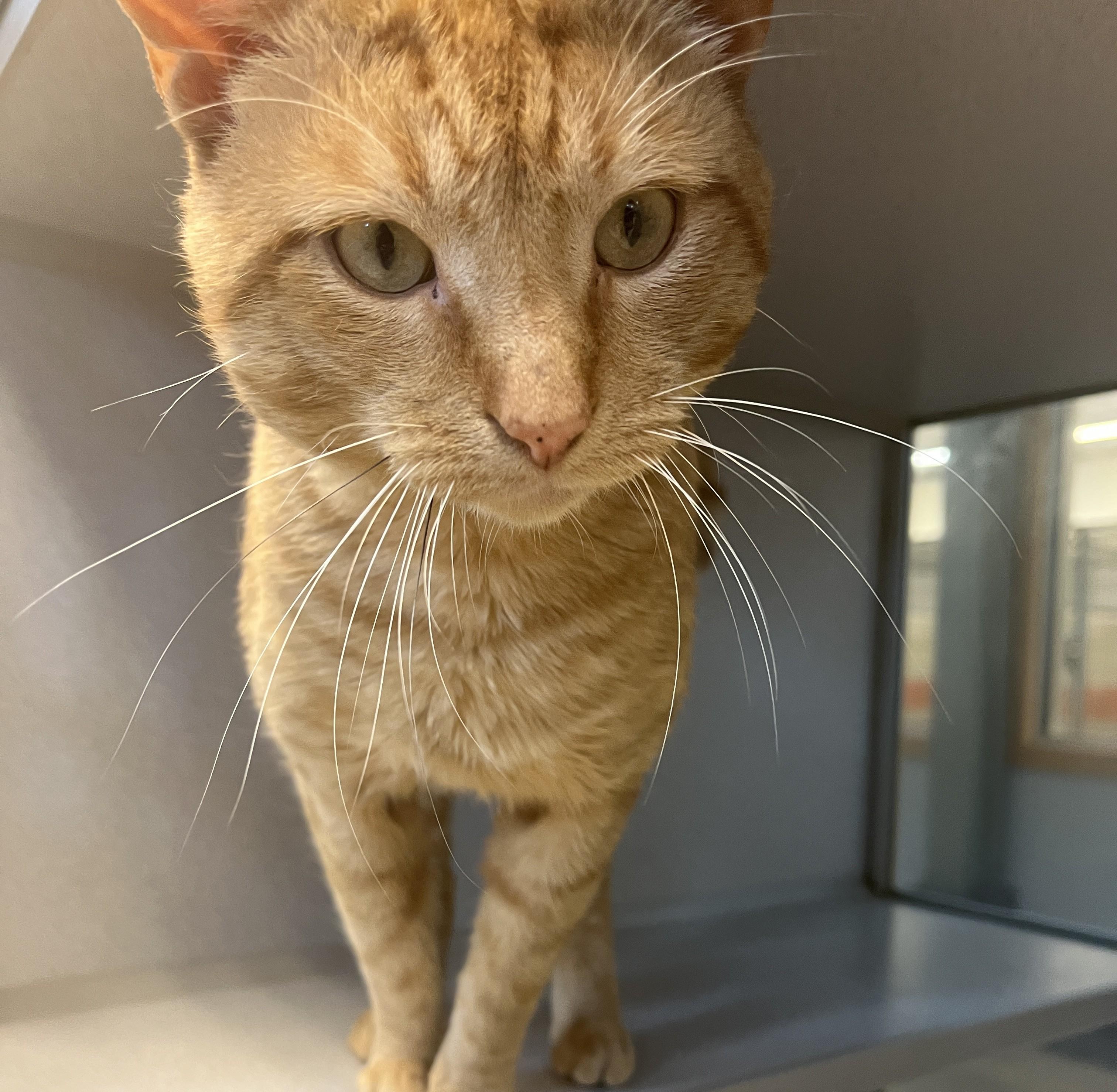Creamsicle, an adoptable Domestic Short Hair in Cedar Rapids, IA image 3/5