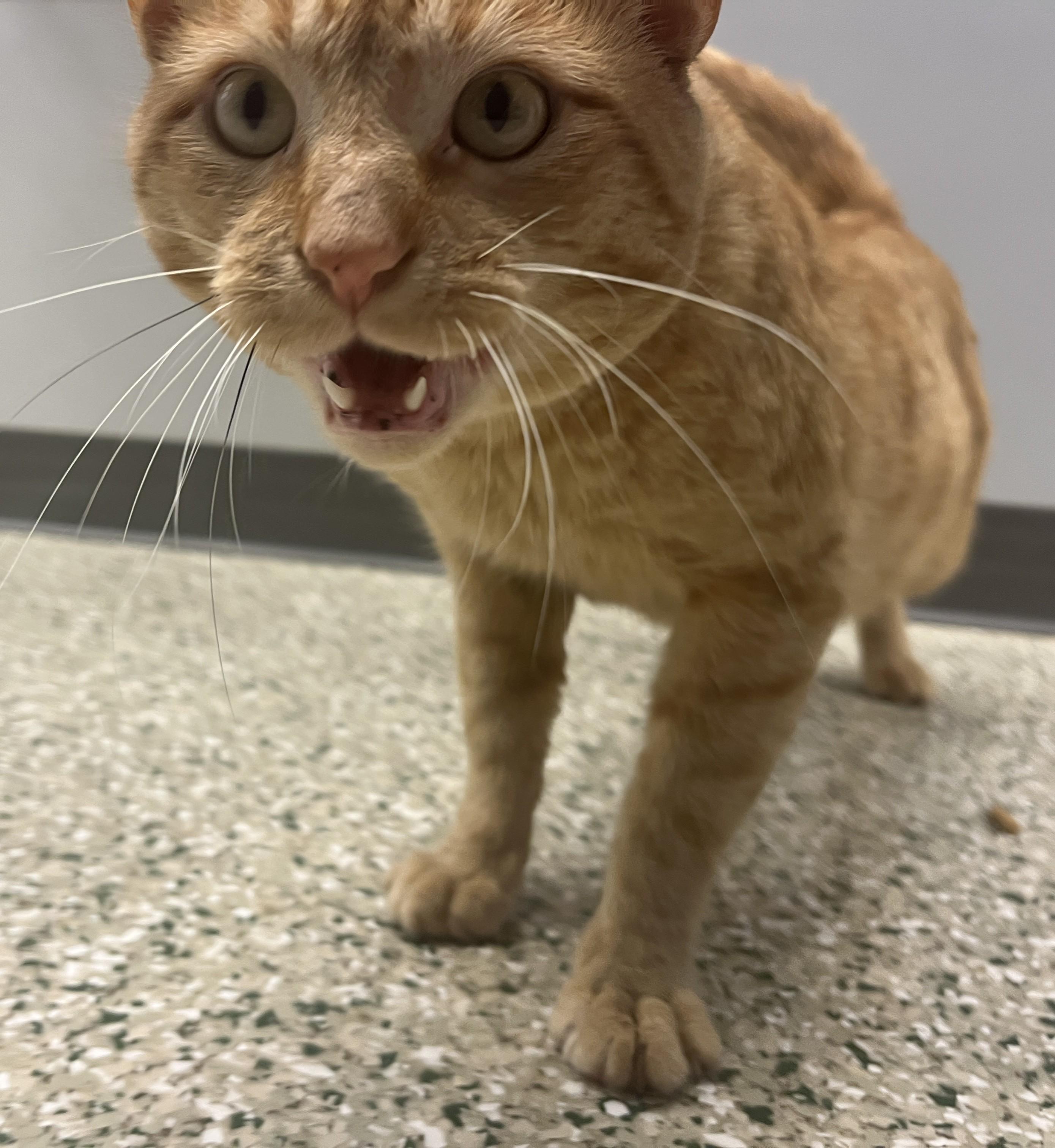 Creamsicle, an adoptable Domestic Short Hair in Cedar Rapids, IA image 4/5