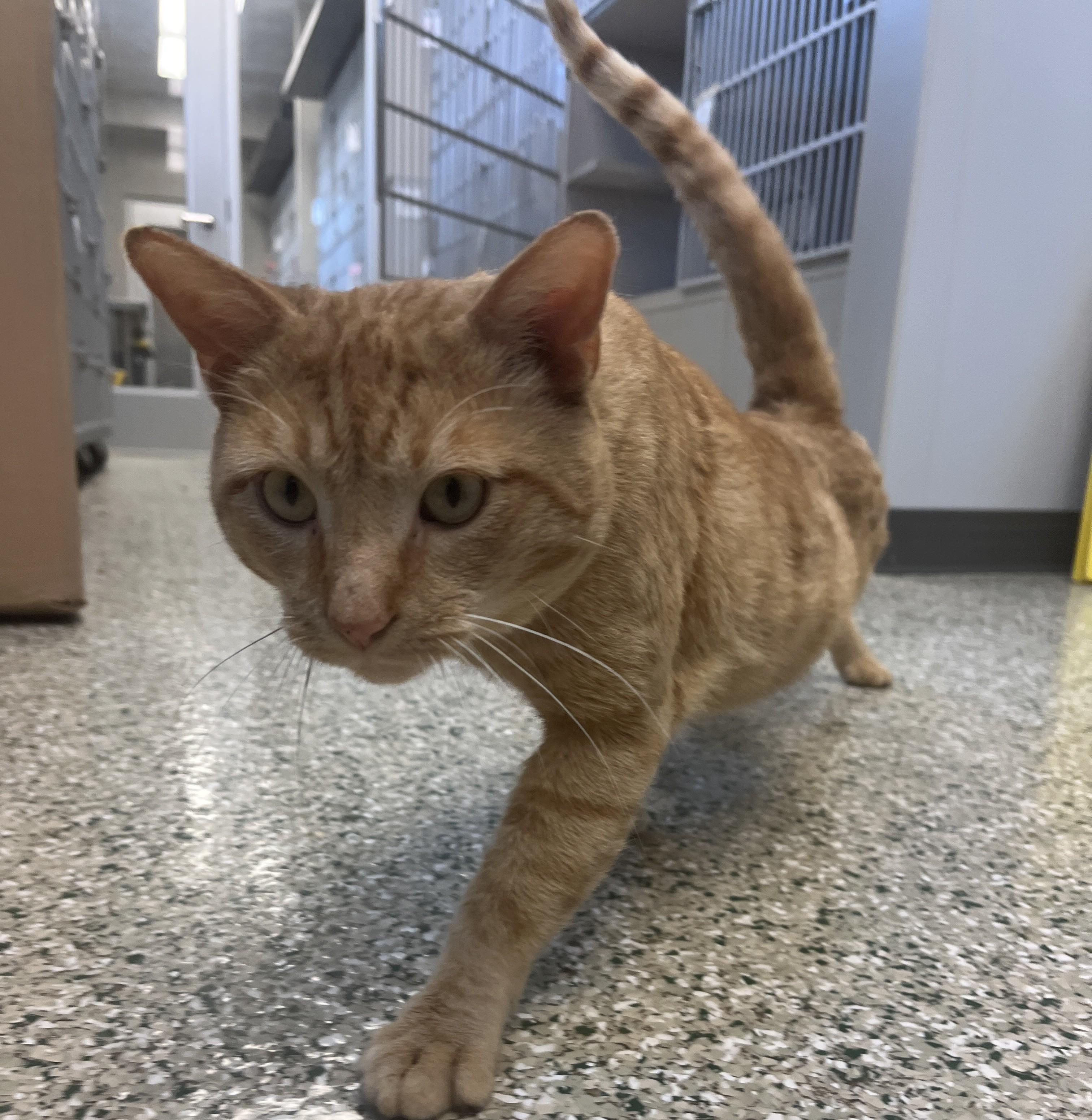 Creamsicle, an adoptable Domestic Short Hair in Cedar Rapids, IA image 5/5