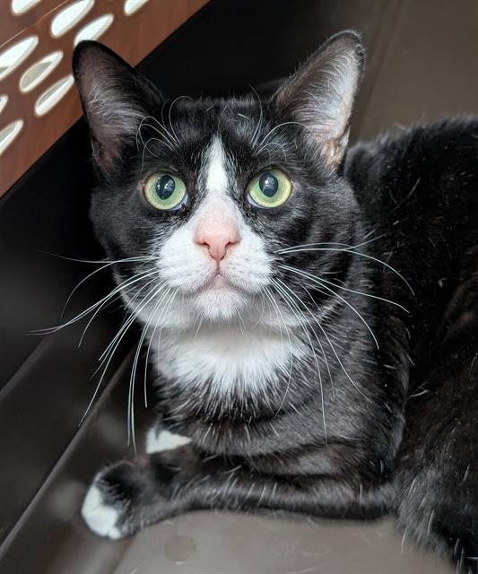 Enlarge SHADOW, a Adoptable Domestic Short Hair in Canfield, OH image 1/1
