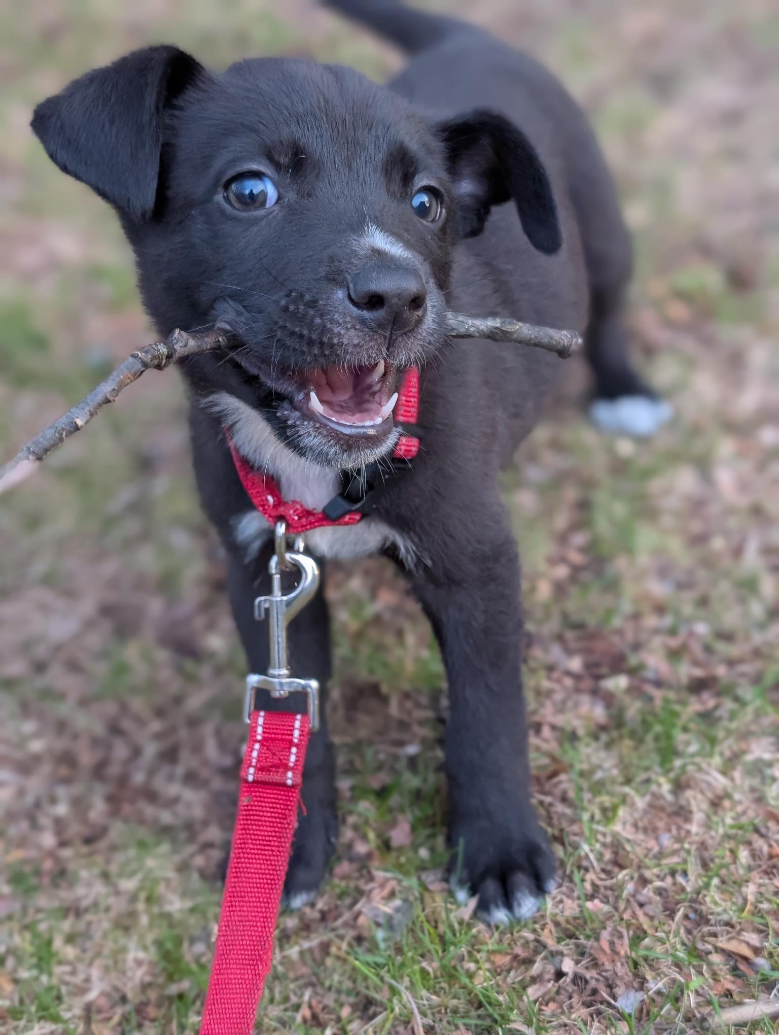 Enlarge GOOFY, an adopted mixed breed in boston, MA image 2/4