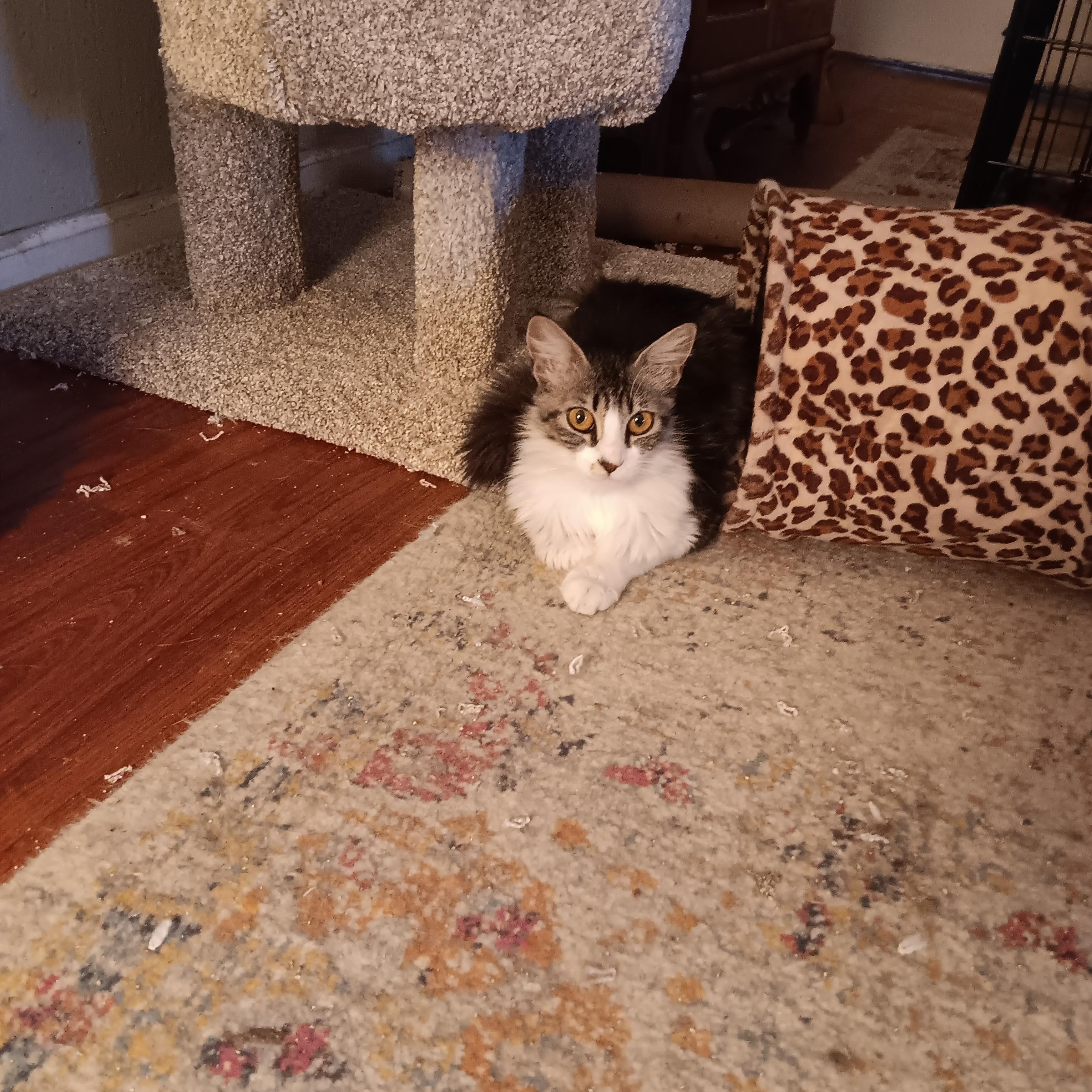 Tootie, Adoptable, Young Female Domestic Medium Hair.