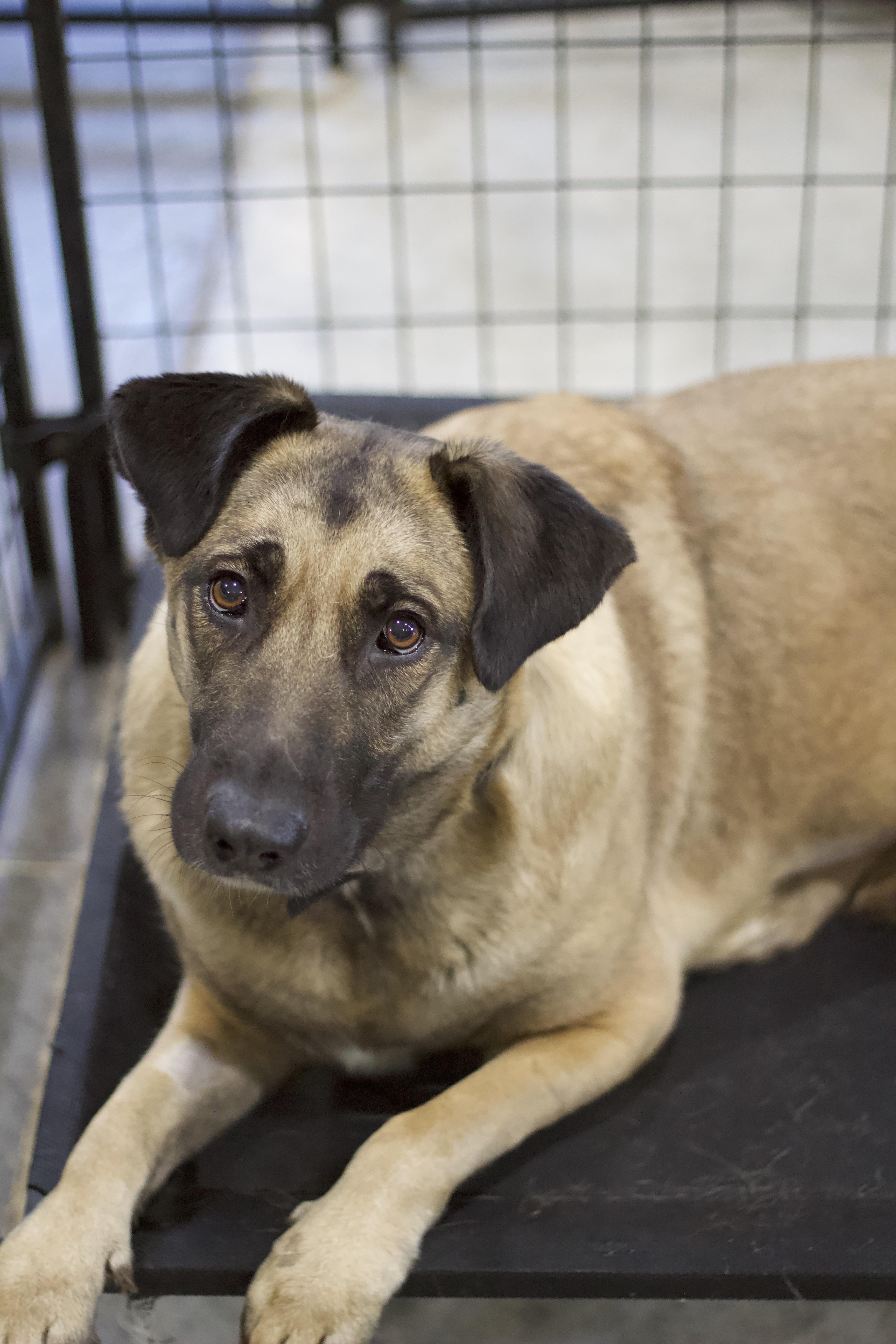 Enlarge Chloe, a Adoptable mixed breed in Ottumwa, IA image 1/2