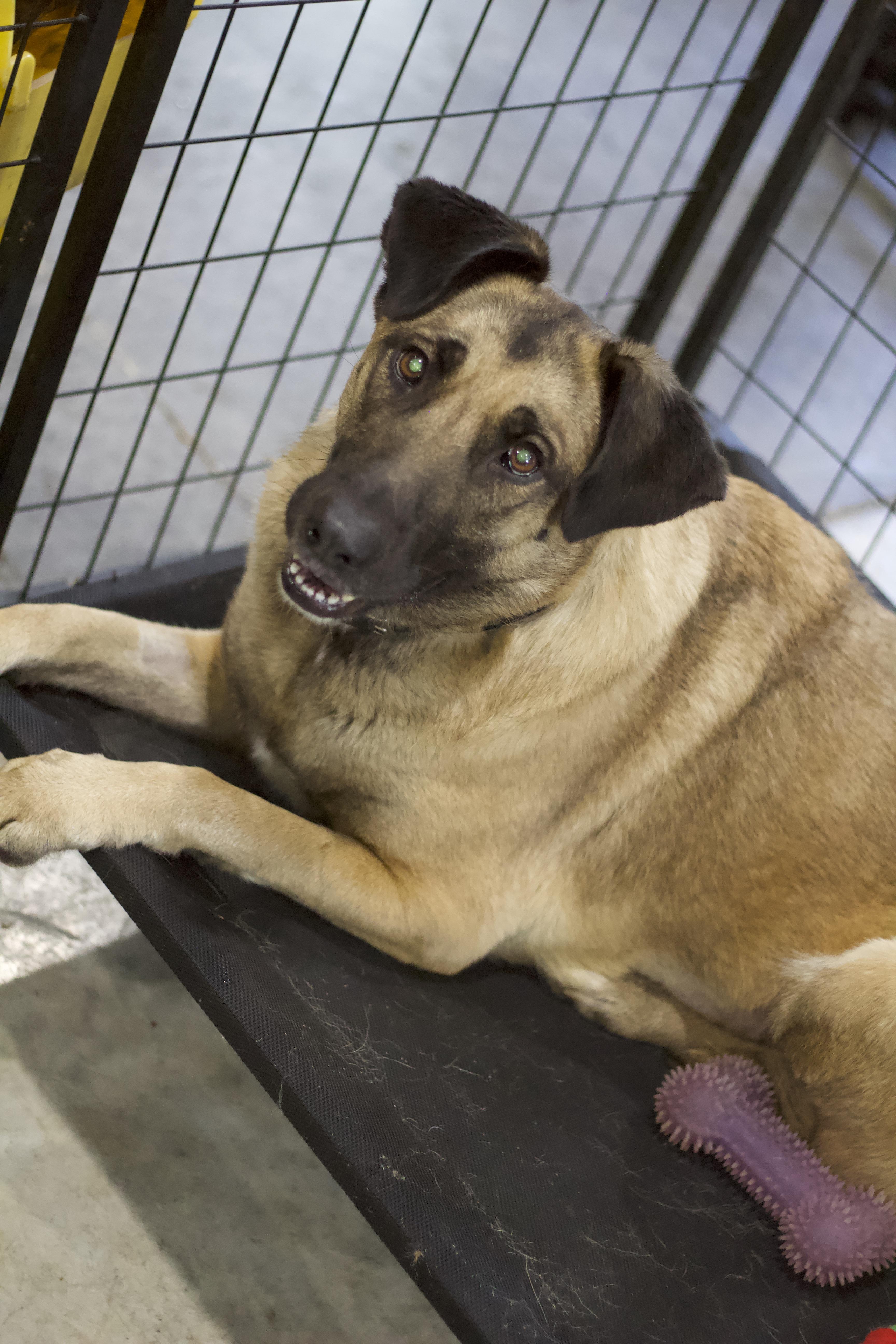 Enlarge Chloe, a Adoptable mixed breed in Ottumwa, IA image 2/2