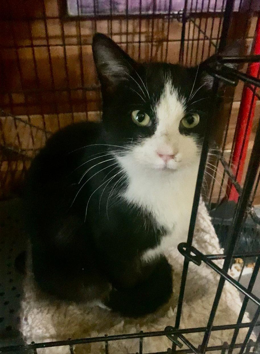 Joey, Adopted, Young Male Tuxedo.