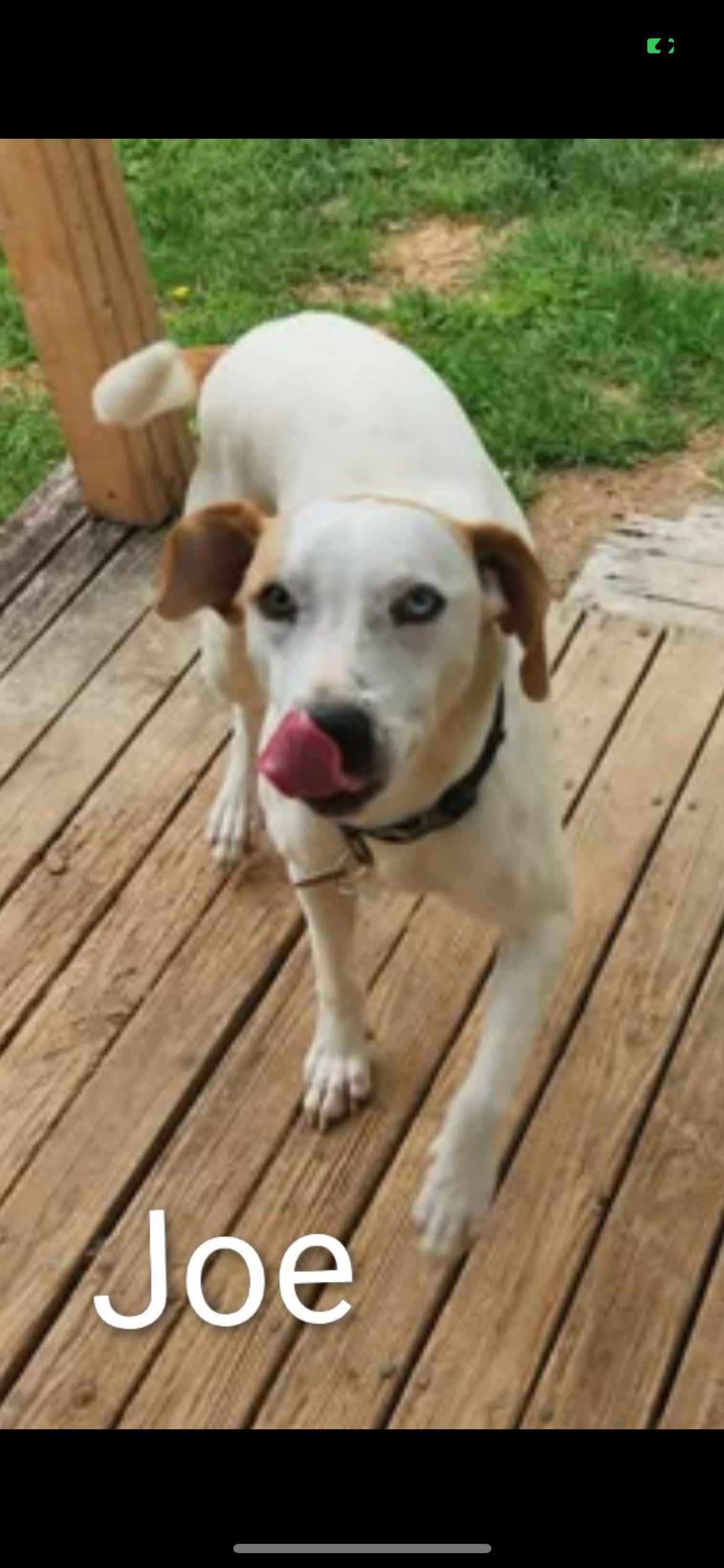 Jojo cs, a ADOPTABLE Mixed Breed in Columbia, MD image 3/3