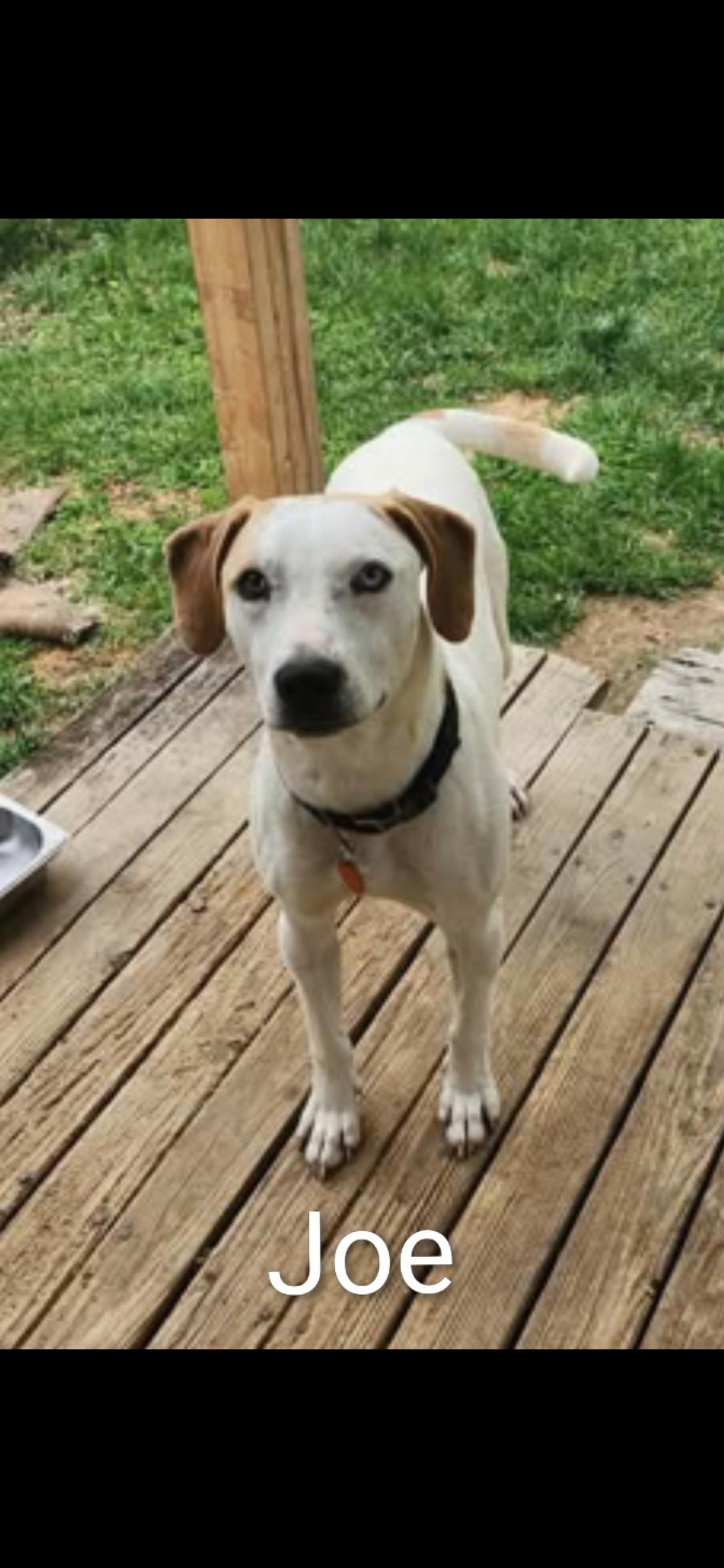 Jojo cs, ADOPTABLE, Young Male Mixed Breed.