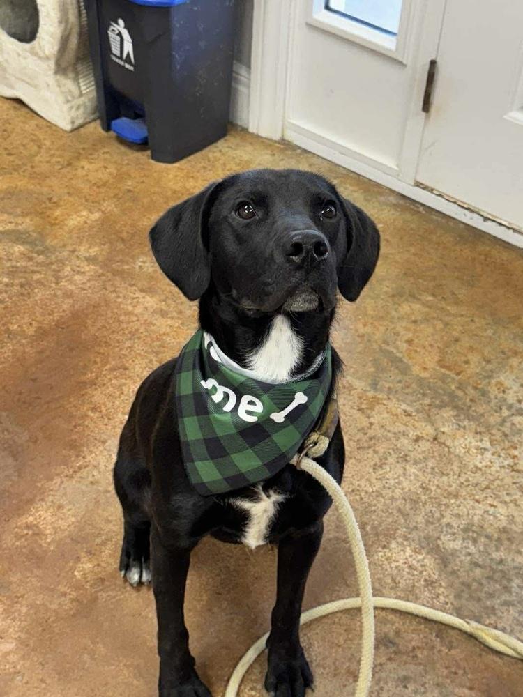 Krew, Adopted, Young Male Labrador Retriever.