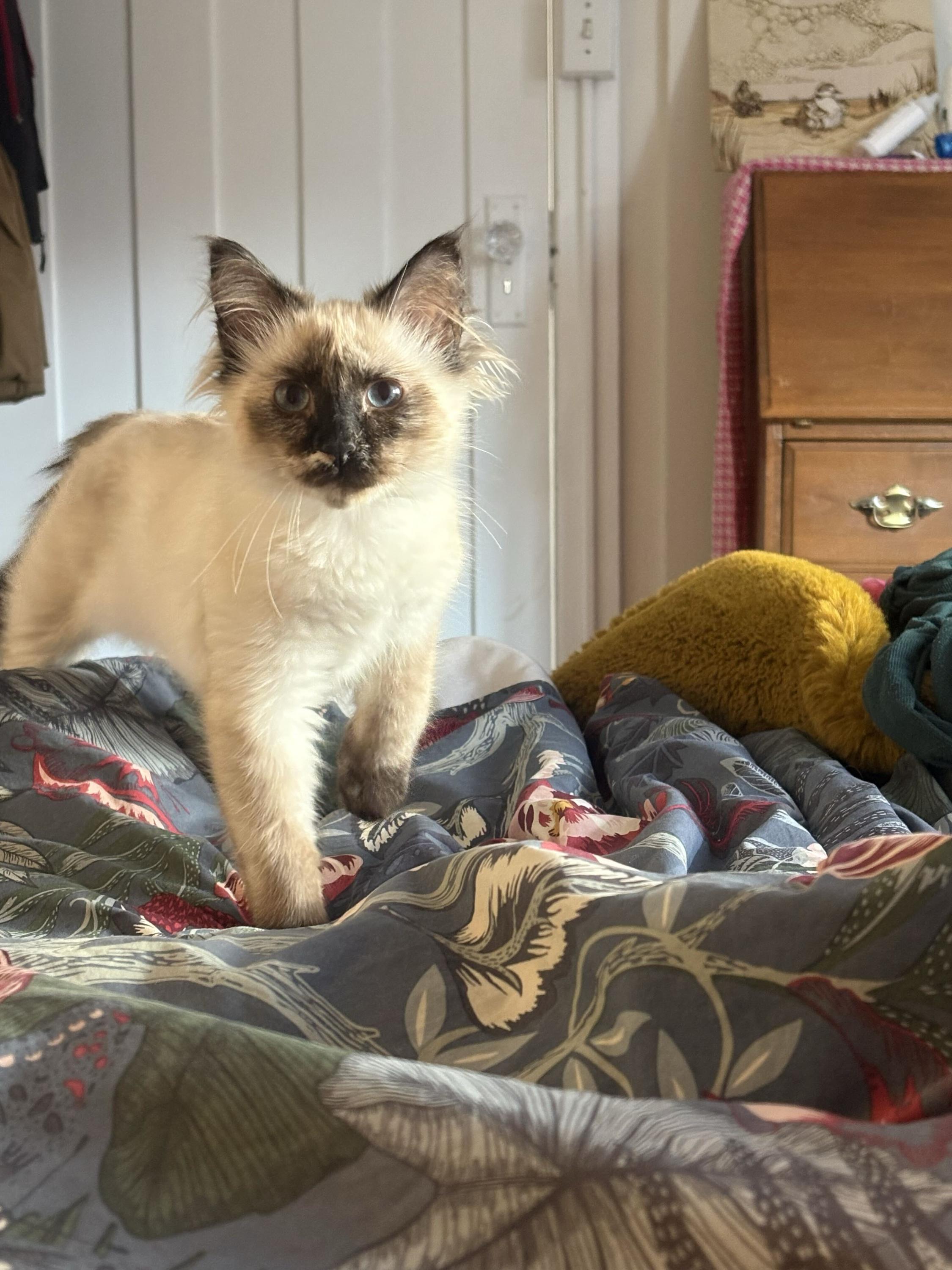 Enlarge Miller High Life, an adopted Domestic Short Hair in Seattle, WA image 3/6