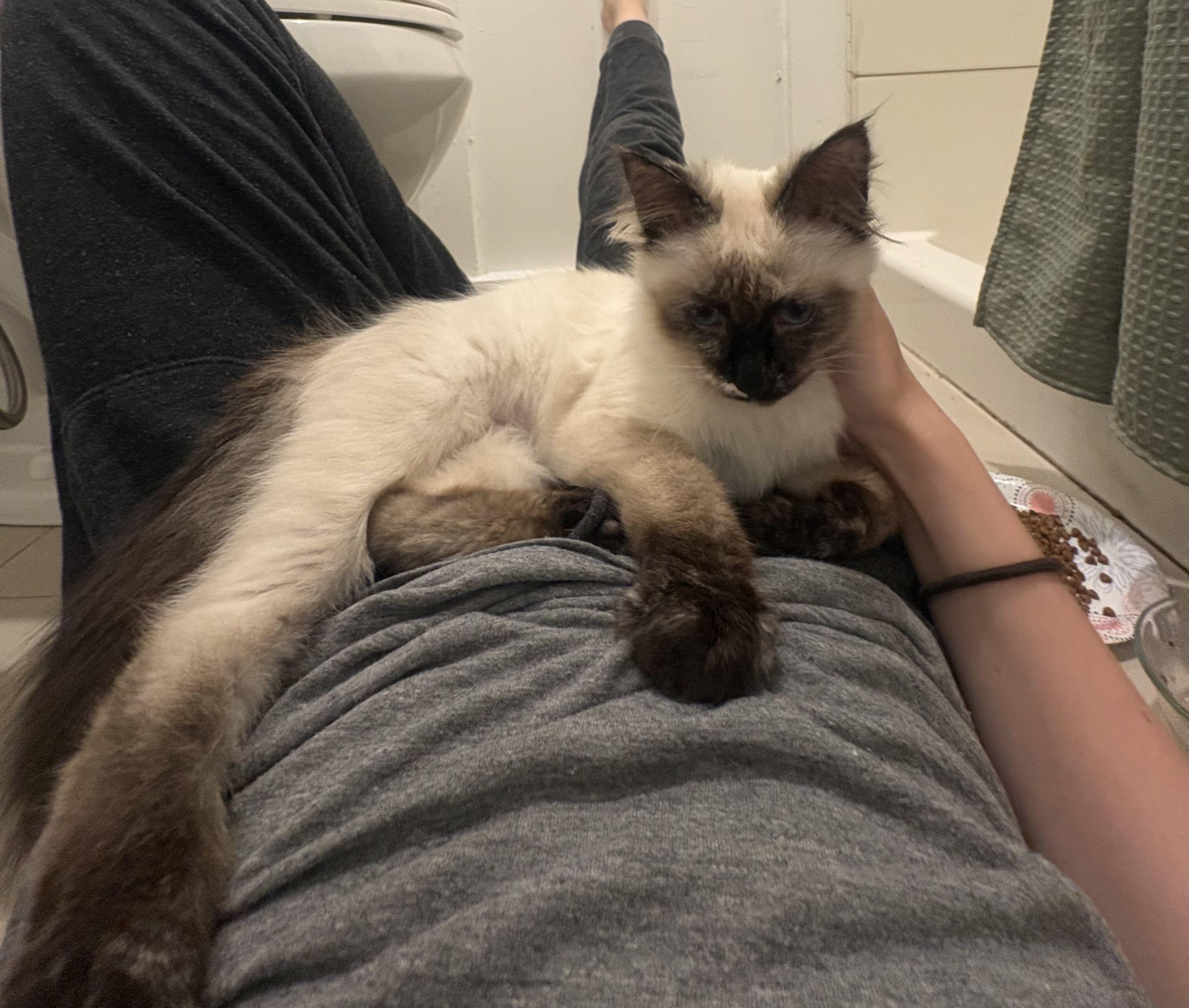 Enlarge Miller High Life, an adopted Domestic Short Hair in Seattle, WA image 6/6