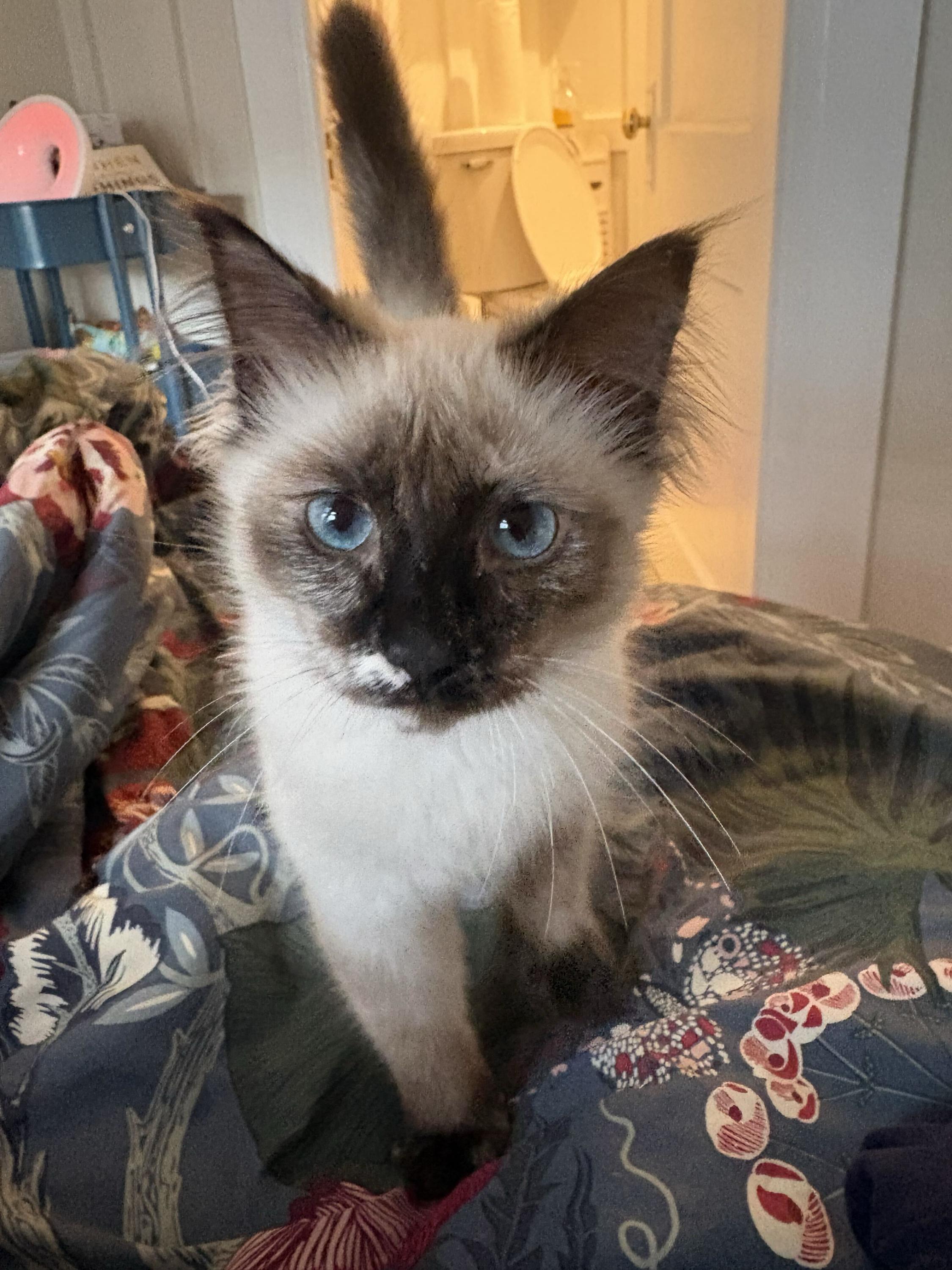 Enlarge Miller High Life, an adopted Domestic Short Hair in Seattle, WA image 1/6