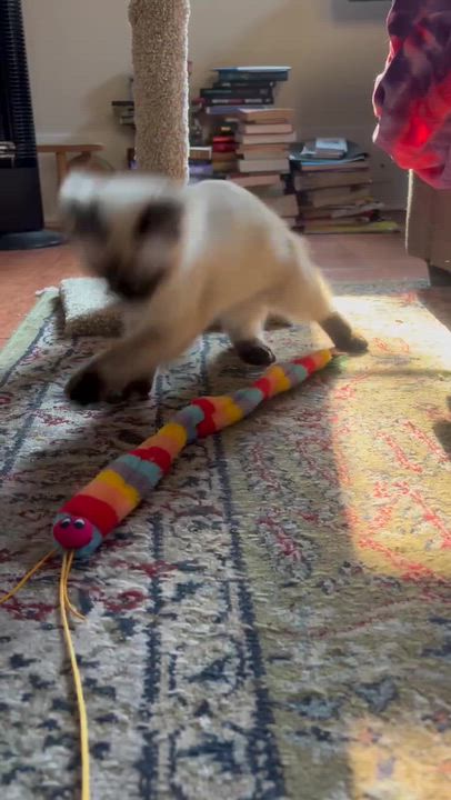 Enlarge Miller High Life, an adopted Domestic Short Hair in Seattle, WA video 2/6