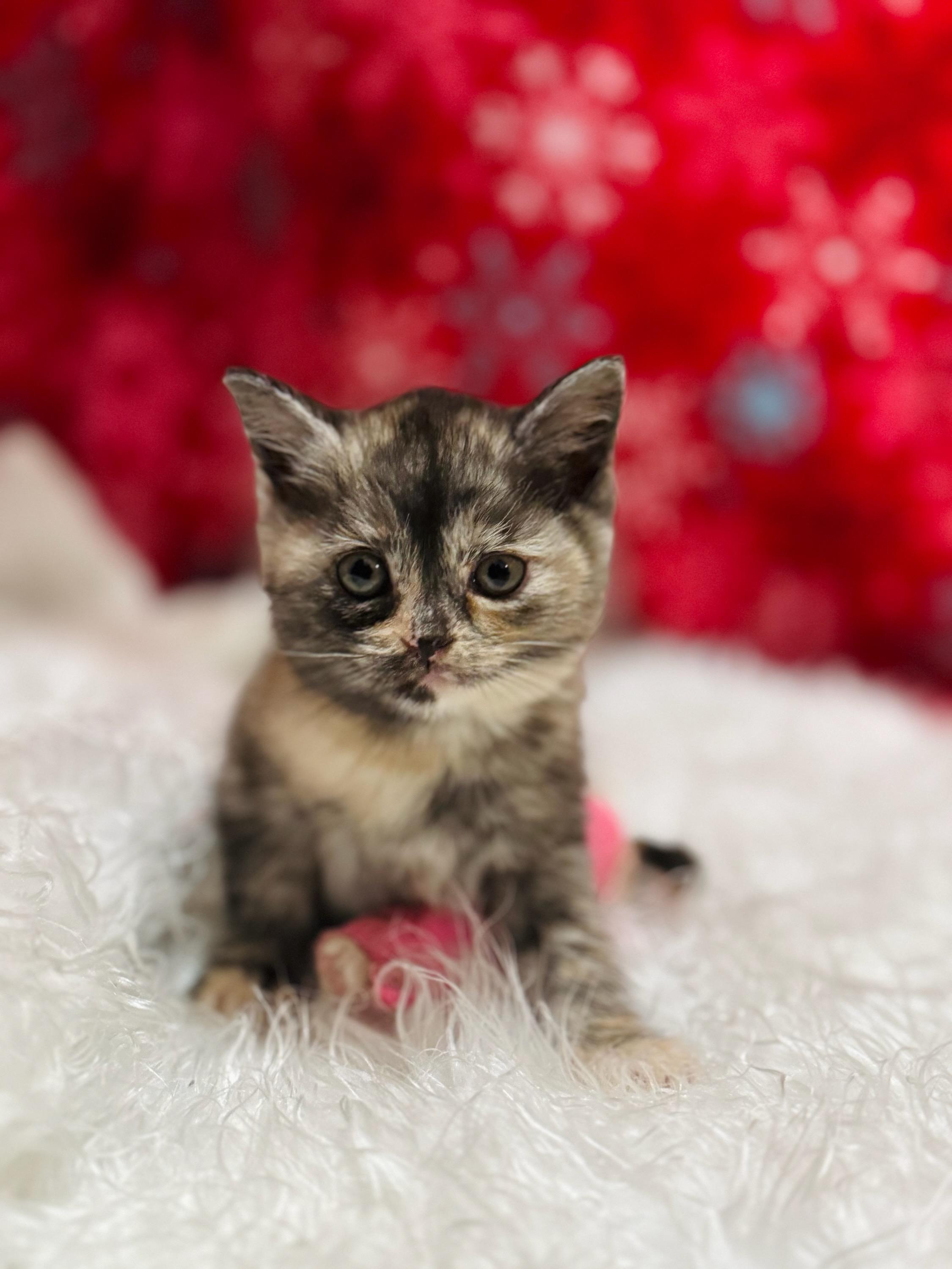 Fuji, Adopted, Young Female Domestic Medium Hair.