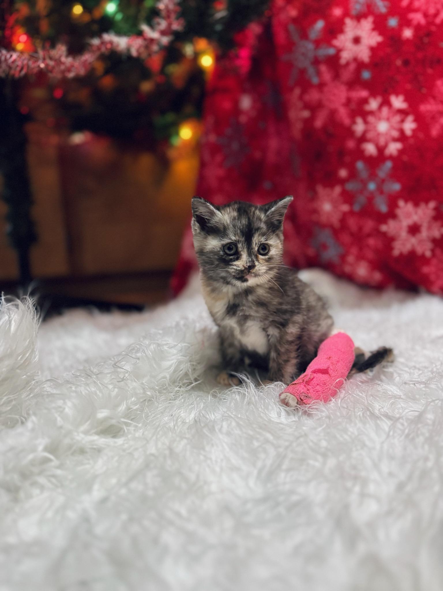 Fuji, a Adopted Domestic Medium Hair in Lynchburg, TN image 2/4