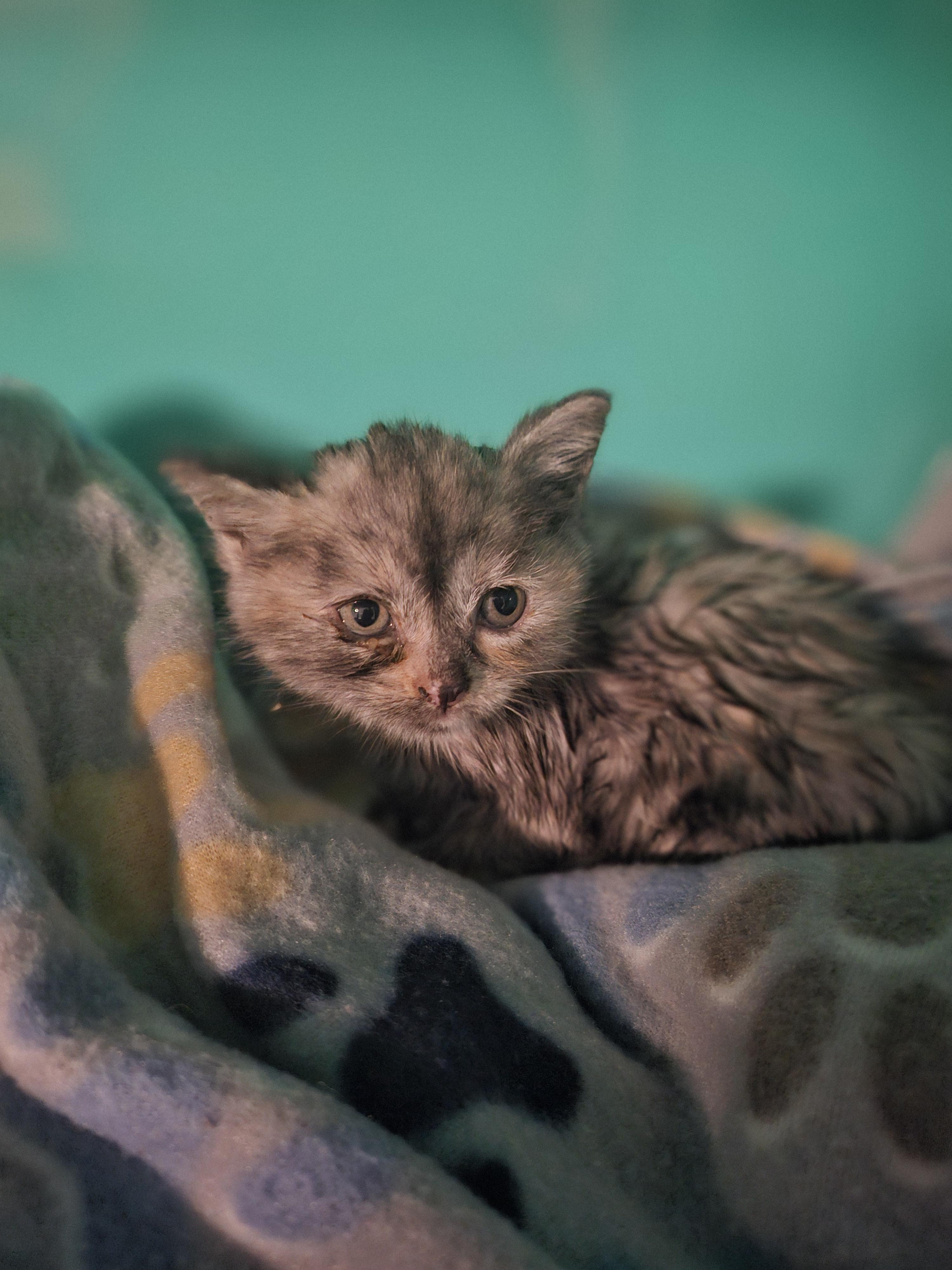 Fuji, a Adopted Domestic Medium Hair in Lynchburg, TN image 3/4