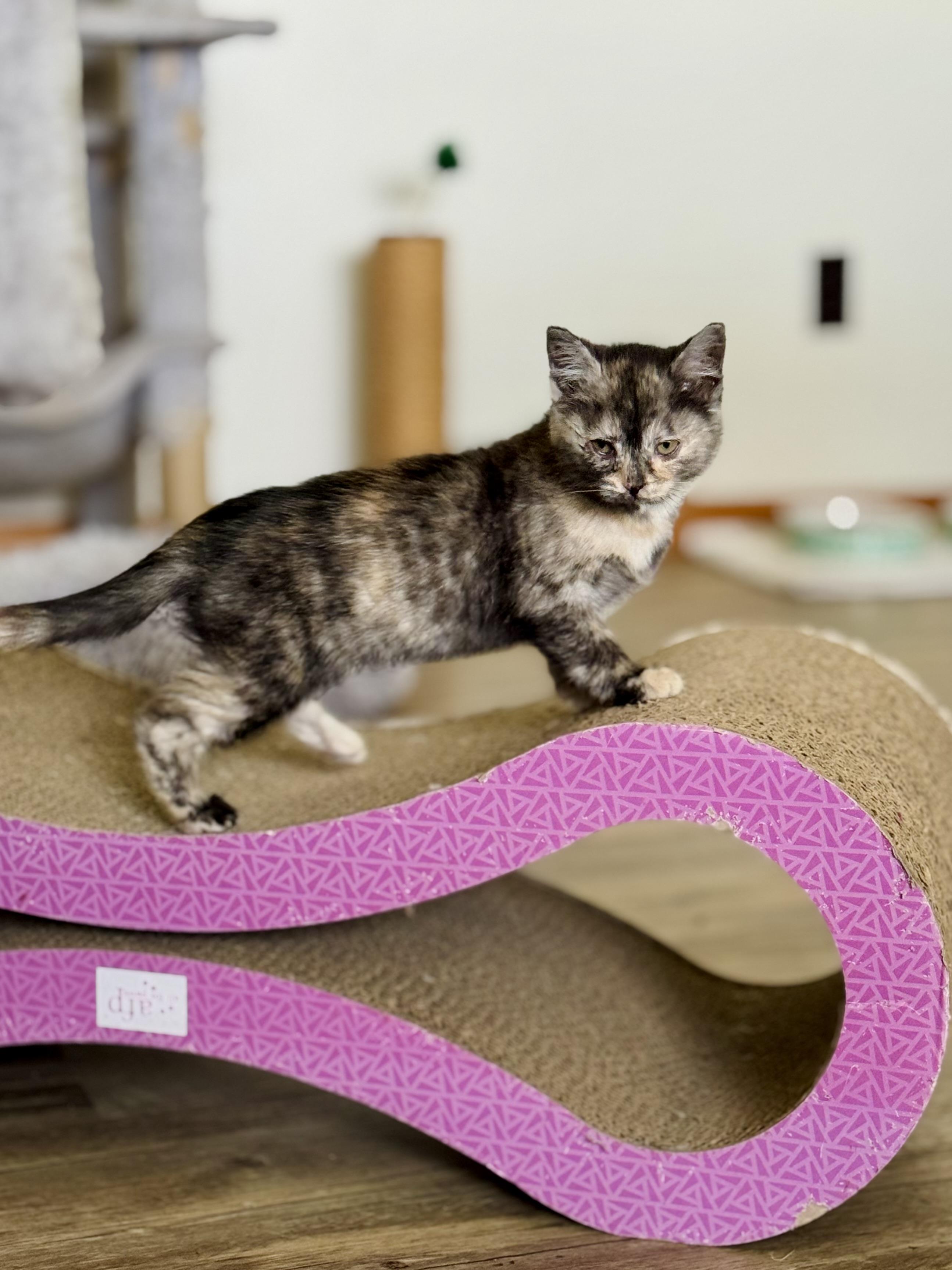 Fuji, a Adopted Domestic Medium Hair in Lynchburg, TN image 4/4