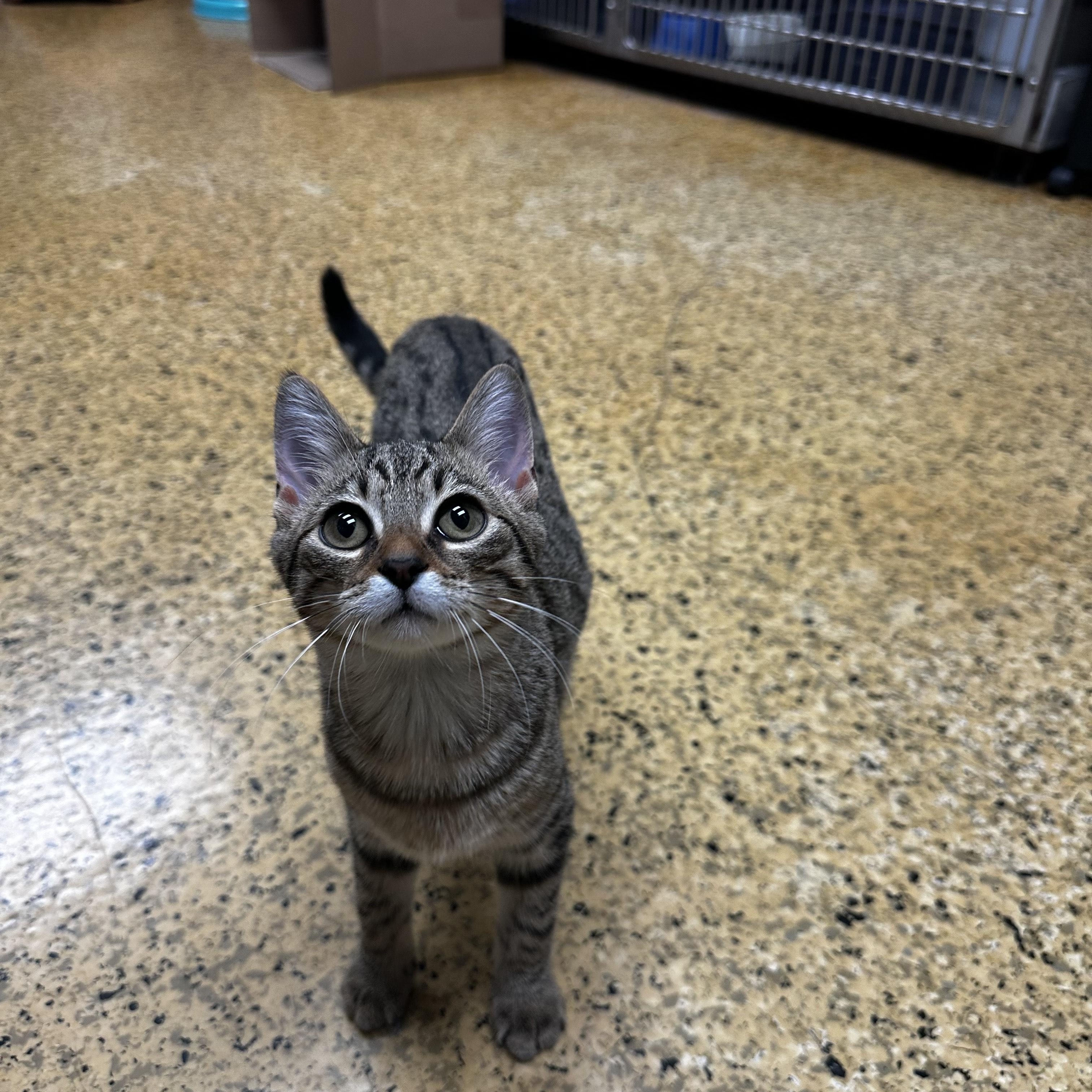 Rose Mary, adopted, Young Female Domestic Short Hair.