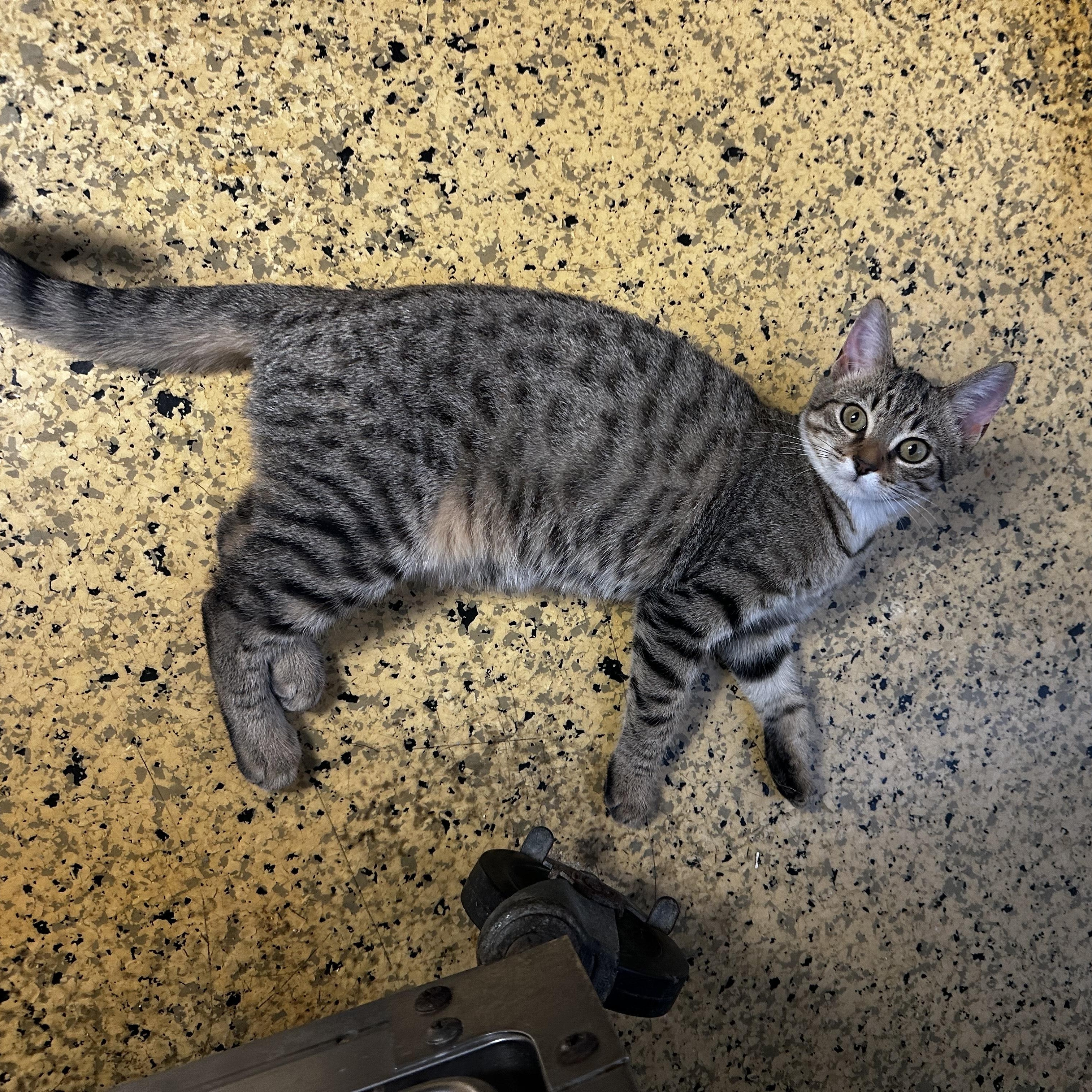 Rose Mary, an adopted Domestic Short Hair in Toledo, OH image 2/2