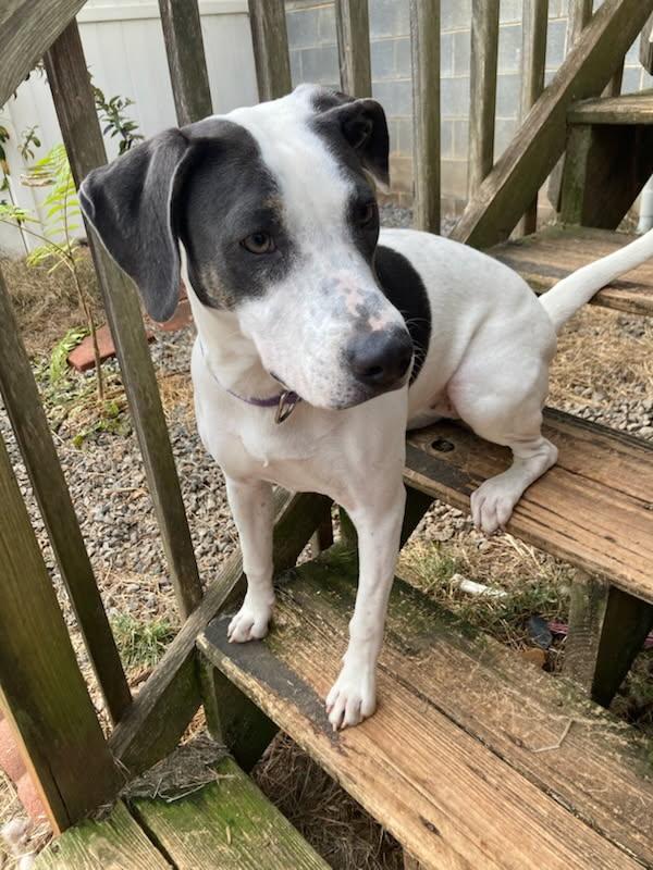 Enlarge Emily, a ADOPTABLE mixed breed in Fincastle, VA image 1/1