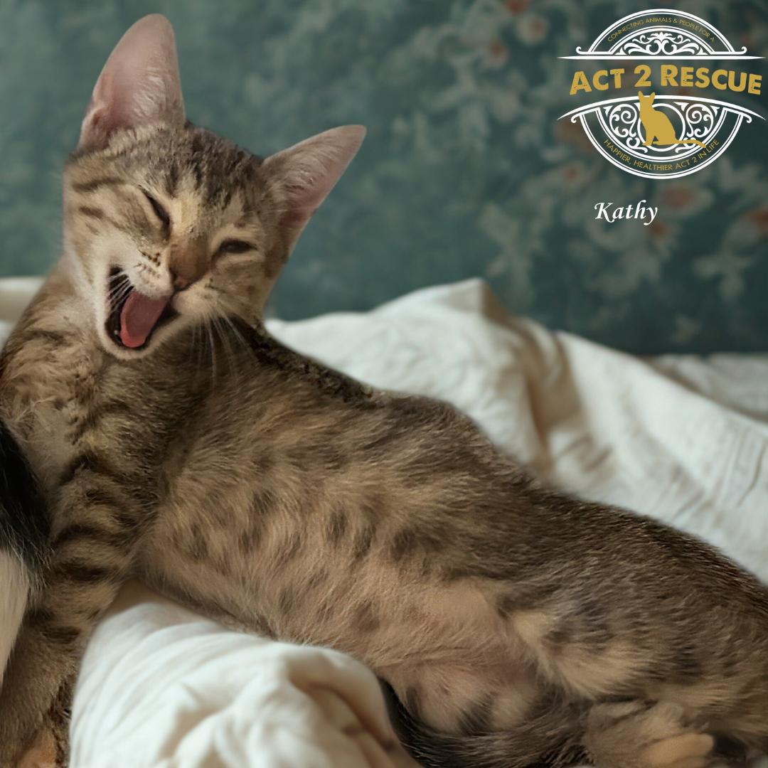 Enlarge Kathy, a Adoptable Domestic Short Hair in Riverside, CA image 1/1