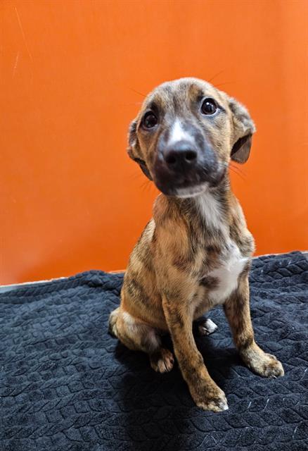 CURIE, Adoptable, Puppy Female Rat Terrier & Mixed Breed.