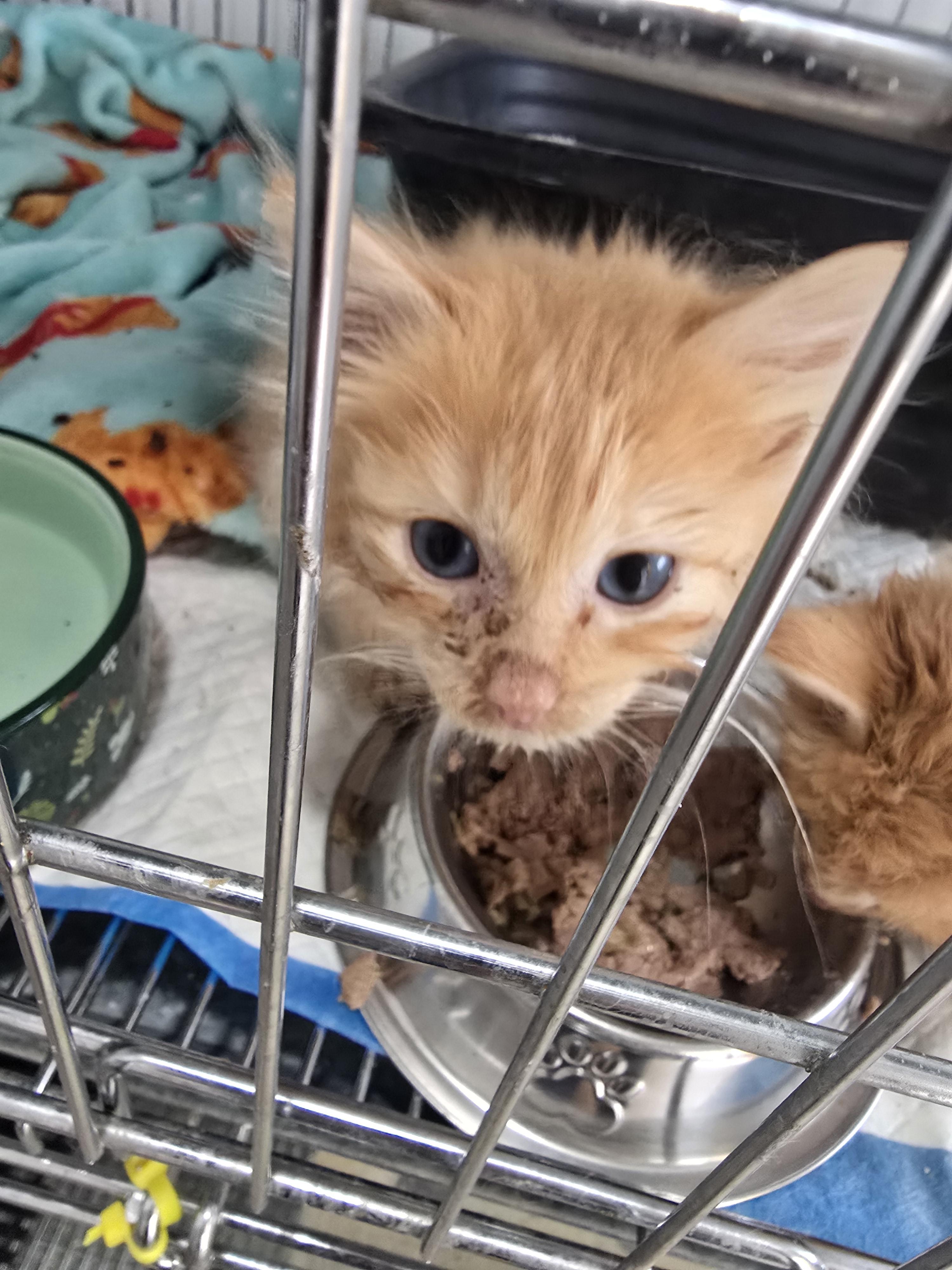 Bazel, Adoptable, Kitten Male Domestic Long Hair.