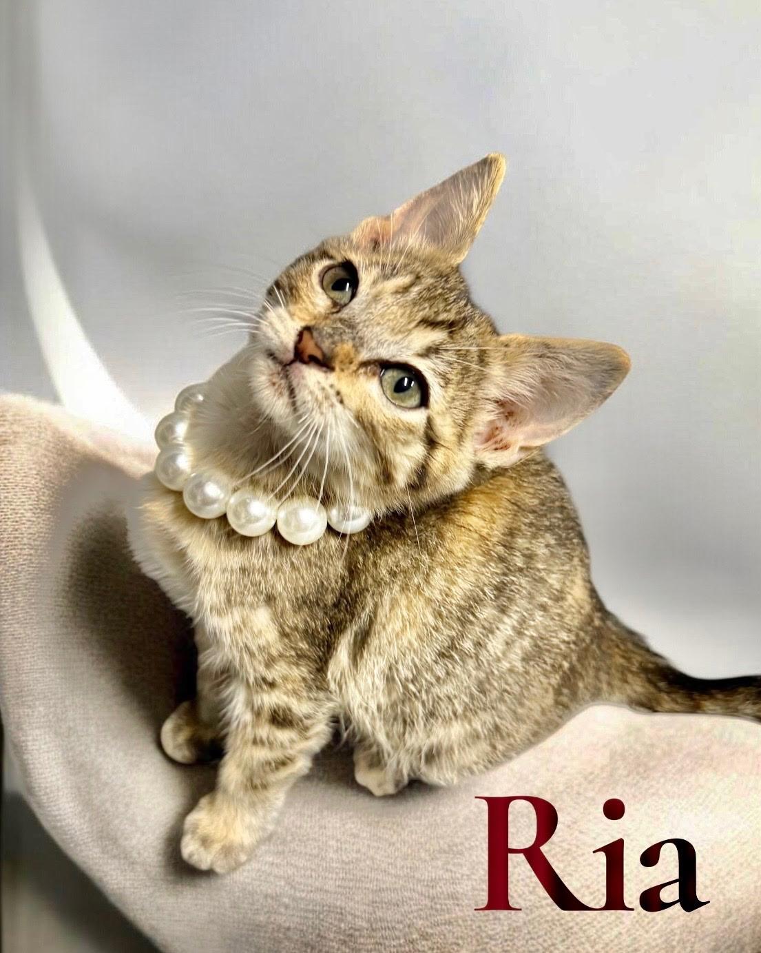 Enlarge Ria, a Adoptable Domestic Short Hair in Dickinson, TX image 1/1