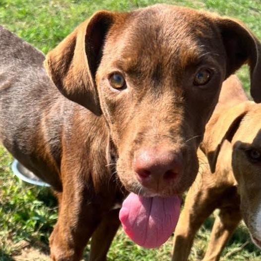 Enlarge Bewley, a Adoptable mixed breed in Hackett, AR image 2/3